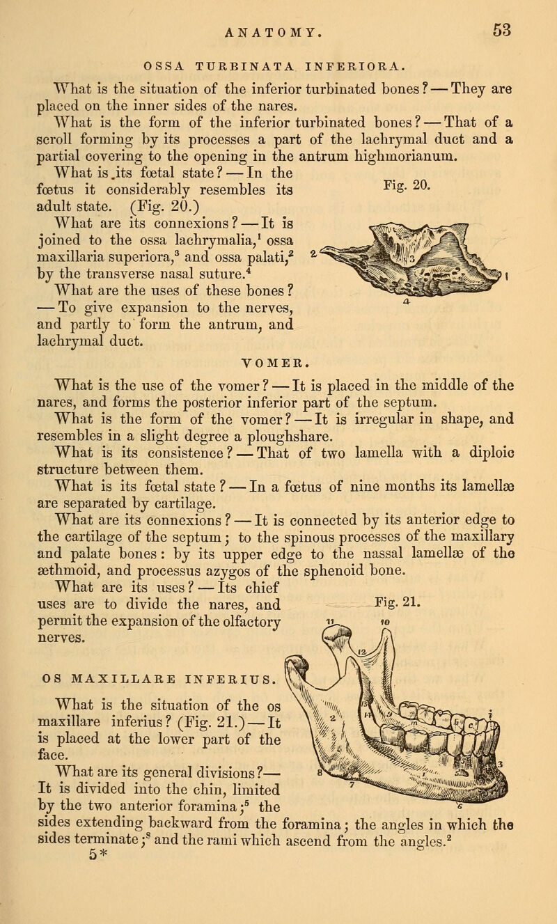 Fig. 20. OSSA TURBINATA INFERIORA. What is tlie situation of the inferior turbinated bones ? — They are placed on the inner sides of the nares. What is the form of the inferior turbinated bones ? — That of a scroll forming by its processes a part of the lachrymal duct and a partial covering to the opening in the antrum highmorianum. What is .its foetal state ? — In the foetus it considerably resembles its adult state. (Fig. 20.) What are its connexions? — It is joined to the ossa lachrymalia/ ossa maxillaria superiora/ and ossa palati/ by the transverse nasal suture.^ What are the uses of these bones ? — To give expansion to the nerves, and partly to form the antrum, and lachrymal duct. VOMER. What is the use of the vomer ? — It is placed in the middle of the nares, and forms the posterior inferior part of the septum. What is the form of the vomer ? — It is irregular in shape, and resembles in a slight degree a ploughshare. What is its consistence? — That of two lamella with a diploic structure between them. What is its foetal state ? — In a foetus of nine months its lamellae are separated by cartilage. What are its connexions ? — It is connected by its anterior edge to the cartilage of the septum; to the spinous processes of the maxillary and palate bones: by its upper edge to the nassal lamellae of the sethmoid, and processus azygos of the sphenoid bone. What are its uses ? — Its chief uses are to divide the nares, and Fig- 21. permit the expansion of the olfactory nerves. OS MAXILLARE INFERIUS. What is the situation of the os maxillare inferius? (Fig. 21.) — It is placed at the lower part of the face. What are its general divisions ?— It is divided into the chin, limited by the two anterior foramina f the sides extending backward from the foramina; the angles in which the sides terminate f and the rami which ascend from the angles.^ 5*