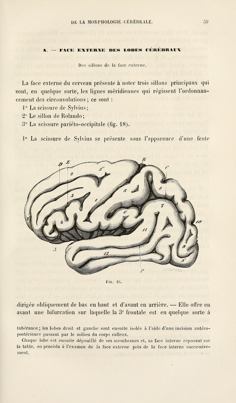 A. — FACK EXTEaUE DES I.OBES CEREURAUX Des sillons de la face externe. La face externe du cerveau présente à noter trois sillons principaux qui sont, en quelque sorte, les lignes méridiennes qui régissent l'ordonnan- cement des circonvolutions; ce sont : i° La scissure de Sylvius; 2° Le sillon de Rolando; 3° La scissure pariéto-occipitale (fig. 18). 1° La scissure de Sylvius se présente sous l'apparence d'une fente Fig. i)i. dirigée obliquement de bas en haut et d'avant en arrière. — Elle offre en avant une bifurcation sur laquelle la 3 frontale est en quelque sorte à tubérance ; les lobes droit et gaucbe sont ensuite isolés à l'aide d'nne incision antéro- postérieure passant par le milieu du corps calleux. Chaque lobe est ensuite dépouillé de ses membranes et, sa face interne reposant sur la table, on procède à l'examen de la face externe près de la face interne successive- ment.