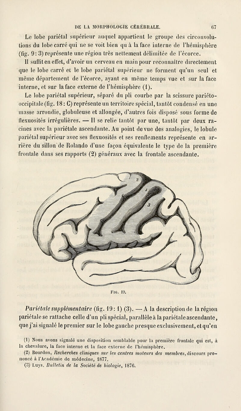 Le lobe pariétal supérieur auquel appartient le groupe des circonvolu- tions du lobe carré qui ne se voit bien qu à la face interne de l'hémisphère (fig. 9: 3) représente une région très nettement délimitée de l'écorce. 11 suffit en effet, d'avoir un cerveau en main pour reconnaître directement que le lobe carré et le lobe pariétal supérieur ne forment qu'un seul et même département de l'écorce, ayant en même temps vue et sur la face interne, et sur la face externe de l'hémisphère (1). Le lobe pariétal supérieur, séparé du pli courbe par la scissure pariéto- occipitale (fig. 18 : C) représente un territoire spécial, tantôt condensé en une masse arrondie, globuleuse et allongée, d'autres fois disposé sous forme de flexuosités irrégulières. — 11 se relie tantôt par une, tantôt par deux ra- cines avec la pariétale ascendante. Au point de vue des analogies, le lobule pariétal supérieur avec ses flexuosités et ses renflements représente en ar- rière du sillon de Rolande d'une façon équivalente le type de la première frontale dans ses rapports (2) généraux avec la frontale ascendante. Fig. 19. Pariétale supplémentaire (fig. 19:1) (3). —A la description de la région pariétalese rattache celle d'un pli spécial, parallèle à la pariétale ascendante, que j'ai signalé le premier sur le lobe gauche presque exclusivement, et qu'en (1) Nous avons signalé une disposition semblable pour la première frontale qui est, à la chevalure, la face interne et la face externe de l'hémisplière. (2) Bourdon, Recherches cliniques sur les centres moteurs des membres, discours pro- noncé à l'Académie de médecine, 1877. (3) Luys, Bulletin (le la Société de biologie, 1876.