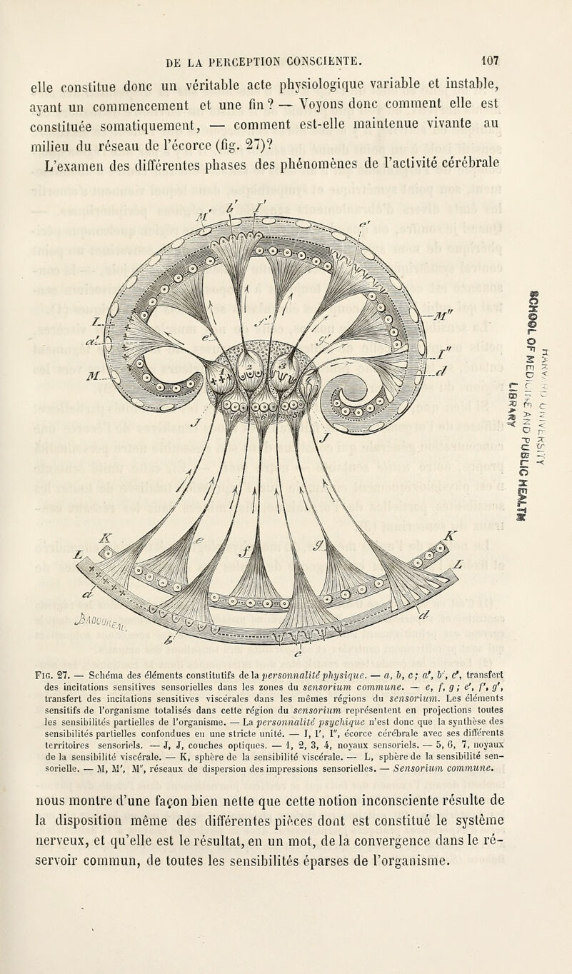 elle constitue donc un véritable acte physiologique variable et instable, ayant un commencement et une fin ? —Voyons donc comment elle est constituée somatiquement, — comment est-elle maintenue vivante au milieu du réseau de l'écorce (fig. 27)? L'examen des différentes phases des phénomènes de l'activité cérébrale o m y- D < f c ,. J (^ c c 2: r- -< FiG. 27. — Schéma des éléments constitutifs de]a personnalité physique. — a, h, c; a', h', c', transfert des incitations sensitives sensorielles dans les zones du sensorium commune. — e, f, g ; e', f, g', transfert des incitations sensitives viscérales dans les mêmes régions du sensorium. Les éléments sensitifs de l'organisme totalisés dans cette région du sensorium représentent en projections toutes les sensibilités partielles de l'organisme. — La personnalité psychique n'est donc que la synthèse des sensibilités partielles confondues en une stricte unité. — I, I', I, écorce cérébrale avec ses différents territoires sensoriels. — J, J, couches optiques. — 1, 2, 3, 4, noyaux sensoriels. — 5, 0, 7, noyaux de la sensibilité viscérale. — K, sphère de la sensibilité viscérale. — L, sphère de la sensibilité sen- sorielle. — M, M', M, réseaux de dispersion des impressions sensorielles. — Sensorium commune. nous montre d'une façon bien nette que cette notion inconsciente résulte de la disposition même des différentes pièces dont est constitué le système nerveux, et qu'elle est le résultat, en un mot, de la convergence dans le ré- servoir commun, de toutes les sensibilités éparses de l'organisme.