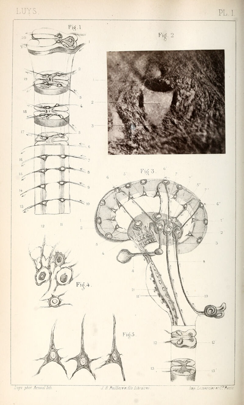 LU Y s PL, Lujs phof Ariioul lith J B. fiailliost ei fils Librairt-^ Imp L''Oiercier ftCi'Pscl'i