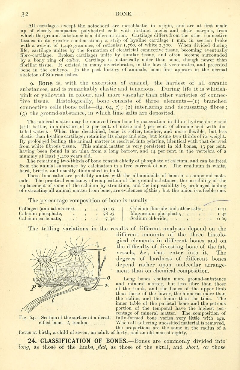 All cartilages except the note-chord are mesoblastic in origin, and are at first made up of closely compacted polyhedral cells with distinct nuclei and clear margins, from which the ground-substance is a differentiation. Cartilage differs from the other connective tissues in its greater condensation; a strip of hyaline cartilage i mm. in section broke with a weight of 1,440 grammes, of reticular 1,760, of white 2,300. When divided during life, cartilage unites by the formation of cicatricial connective tissue, becoming eventually fibro-cartilage. Broken cartilages unite by similar tissue, and often become surrounded by a bony ring of callus. Cartilage is historically older than bone, though newer than fibrillar tissue. It existed in many invertebrates, in the lowest vertebrates, and preceded bone in the embryo. In the past history of animals, bone first appears in the dermal skeleton of Silurian fishes. 9. BonG is, with the exception of enamel, the hardest of all organic substances, and is remarkably elastic and tenacious. During life it is whitish- pink or yellowish in colour, and more vascular than other varieties of connec- tive tissue. Histologically, bone consists of three elements—(1) branched connective cells (bone cells—fig. 64, c) ; (2) interlacing and decussating fibres; (3) the ground-substance, in which lime salts are deposited. The mineral matter may be removed from bone by maceration in dilute hydrochloric acid (still better, in a mixture of 2 per cent, of nitric and | per cent, of chromic acid with dis- tilled water). When thus decalcified, bone is softer, tougher, and more flexible, but less elastic than hyaline cartilage; retaining its shape and size, but losing two-thirds of its weight. By prolonged boiling the animal matter is resolved into gelatine, identical with that derived from white fibrous tissue. This animal matter is very persistent in old bones, 13 per cent, having been found in an ulna from a long barrow, and 14 per cent, in the vertebra of a mummy at least 3,400 years old. The remaining two-thirds of bone consist chiefly of phosphate of calcium, and can be freed from the animal substance by calcination in a free current of air. The residuum is white, hard, brittle, and usually diminished in bulk. These lime salts are probably united with the albuminoids of bone in a compound mole- cule. The practical constancy of composition of the ground-substance, the possibility of the replacement of some of the calcium by strontium, and the impossibility by prolonged boiling of extracting all animal matter from bone, are evidences of this ; but the union is a feeble one. The percentage composition of bone is usually- Collagen (animal matter), Calcium phosphate, Calcium carbonate, 31*03 58-23 7-32 Calcium fluoride and other salts, Magnesium phosphate, Sodium chloride, . , 1-41 1-32 o 69 The trifling variations in the results of different analyses depend on the different amounts of the three histolo- gical elements in different bones, and on the difficulty of divesting bone of the fat, vessels, &c, that enter into it. The degrees of hardness of different bones depend rather upon molecular arrange- ment than on chemical composition. Long bones contain more ground-substance and mineral matter, but less fibre than those of the trunk, and the bones of the upper limb than those of the lower, the humerus more than the radius, and the femur than the tibia. The inner table of the parietal bone and the petrous portion of the temporal have the highest per- centage of mineral matter. The composition of fully-formed bone varies very little with age. When all adhering unossified material is removed, the proportions are the same in the radius of a fcetus at birth, a child of seven, an adult of forty, and an old man of eighty. 24. CLASSIFICATION OF BONES.—Bones are commonly divided into long, as those of the limbs, fiat, as those of the skull, and short, or those Fig. 64.—Section of the surface of a decal- cified bone—t, tendon.