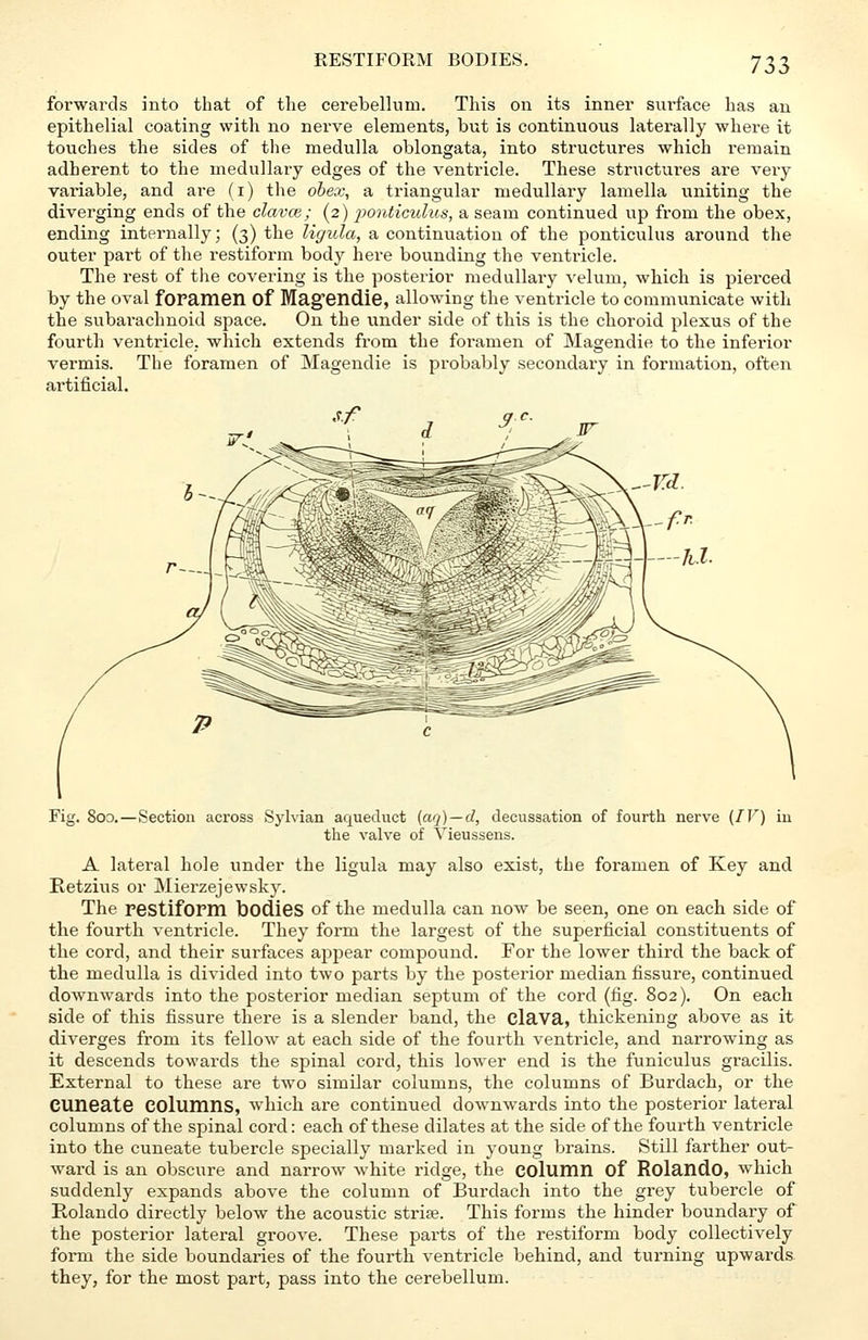 RESTIFORM BODIES. 73. forwards into that of the cerebellum. This on its inner sm'face has an epithelial coating with no neiwe elements, but is continuous laterally where it touches the sides of the medulla oblongata, into structures which remain adherent to the medullary edges of the ventricle. These structures are very variable, and are (i) the obex, a triangular medullary lamella uniting the diverging ends of the clavce; (2) ponticulus, a seam continued up from the obex, ending internally; (3) the ligula, a continuation of the ponticulus around the outer part of the restiform body here bounding the ventricle. The rest of the covering is the posterior medullary velum, which is pierced by the oval foramen Of Magendie, allowing the ventricle to communicate with the subarachnoid space. On the under side of this is the choroid plexus of the fourth ventricle, which extends from the foramen of Magendie to the inferior vermis. The foramen of Magendie is probably secondary in formation, often artificial. Fig. 8oo.—Section across Sylvian aqueduct (aq)—d, decussation of fourth nerve (IV) in the valve of Vieussens. A lateral hole under the ligula may also exist, the foramen of Key and Retzius or Mierzejewsky. The restiform bodies of the medulla can now be seen, one on each side of the fourth ventricle. They form the largest of the superficial constituents of the cord, and their surfaces appear compound. For the lower third the back of the medulla is divided into two parts by the posterior median fissure, continued downwards into the posterior median septum of the cord (fig. 802). On each side of this fissure there is a slender band, the elava, thickening above as it diverges from its fellow at each side of the fourth ventricle, and narrowing as it descends towards the spinal cord, this lower end is the funiculus gracilis. External to these are two similar columns, the columns of Burdach, or the CUneate columns, which are continued downwards into the posterior lateral columns of the spinal cord: each of these dilates at the side of the fourth ventricle into the cuneate tubercle specially marked in young brains. Still farther out- ward is an obscure and narrow white ridge, the column of Rolando, which suddenly expands above the column of Burdach into the grey tubercle of Rolando directly below the acoustic stria?. This forms the hinder boundary of the posterior lateral groove. These parts of the restiform body collectively form the side boundaries of the fourth ventricle behind, and turning upwards they, for the most part, pass into the cerebellum.