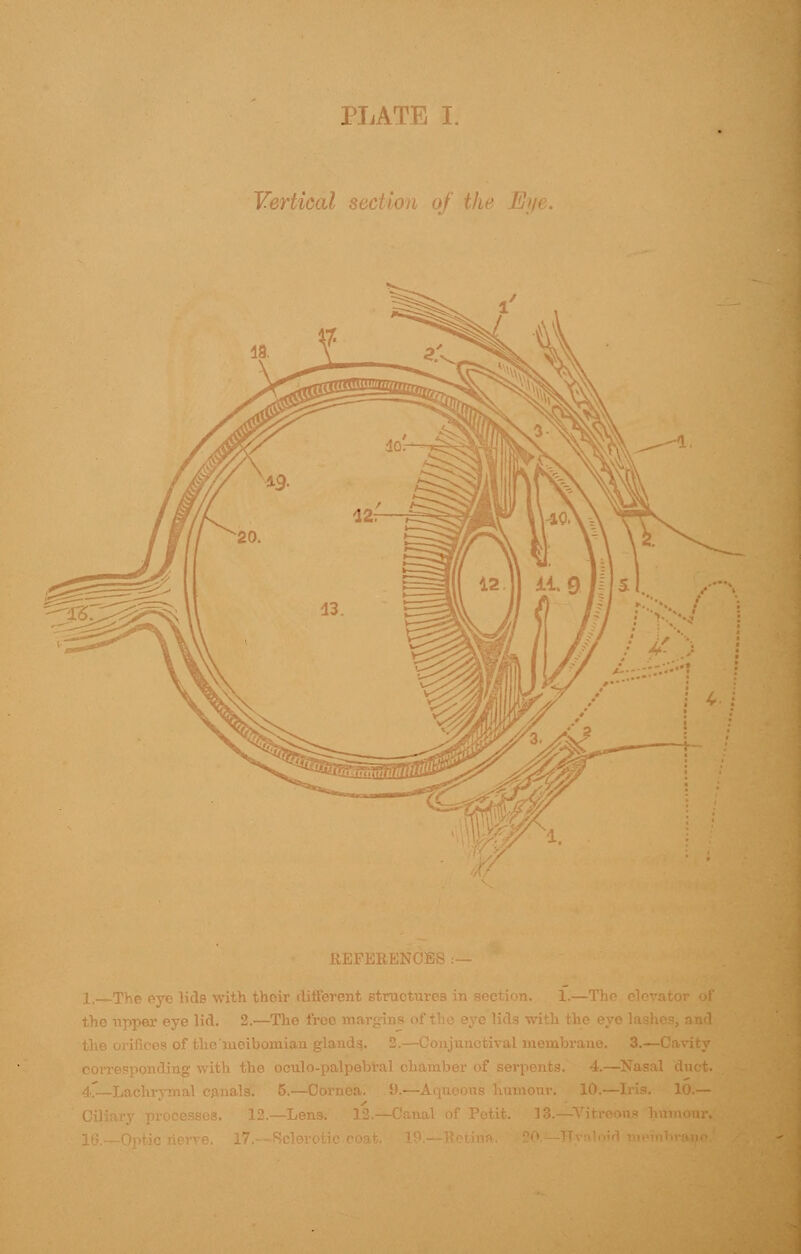 PLATE I. Vertical section of the Eye fcJNCES lids with their different structure: per eye lid. 2.—Th 10.-