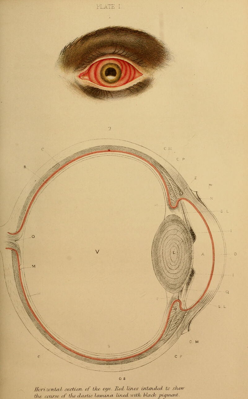 Horizontal section, of the, eye. Red lutes intended to shw the, course of Ute. elastic larnirva lined, with blade pimaervt.