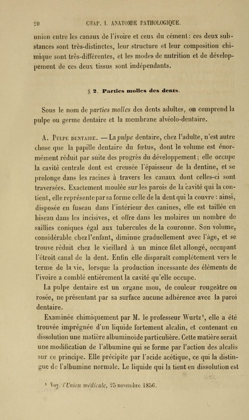 union entre les canaux Je l'ivoire et ceux du cément: ces deux sub- stances sont très-distinctes, leur structure et leur composition chi- mique sont très-différentes, et les modes de nutrition et de dévelop- pement de ces deux tissus sont indépendants. § â. Parties molles des dents. Sous le nom de parties molles des dents adultes, on comprend la pulpe ou germe dentaire et la membrane alvéolo-dentaire. A. PoirE dentaire. —La palpe dentaire, chez l'adulte, n'est autre chose que la papille dentaire du fœtus, dont le volume est énor- mément réduit par suite des progrès du développement; elle occupe la cavité centrale dont est creusée l'épaisseur de la dentine, et se prolonge dans les racines à travers les canaux dont celles-ci sont traversées. Exactement moulée sur les parois de la cavité qui la con- tient, elle représente par sa forme celle delà dent qui la couvre : ainsi, disposée en fuseau dans l'intérieur des canines, elle est taillée en biseau dans les incisives, et offre dans les molaires un nombre de saillies coniques égal aux tubercules de la couronne. Son volume, considérable chez l'enfant, diminue graduellement avec 1 âge, et se trouve réduit chez le vieillard à un mince filet allongé, occupant l'étroit canal de la dent. Enfin elle disparaît complètement vers le terme de la vie, lorsque la production incessante des éléments de Tivoire a comblé entièrement la cavité qu'elle occupe. La pulpe dentaire est un organe mou, de couleur rougeàtre ou rosée, ne présentant par sa surface aucune adhérence avec la paroi dentaire. Examinée chimiquement par M. le professeur Wurtz', elle a été trouvée imprégnée d'un liquide fortement alcalin, et contenant en dissolution une matière albuminoïde particulière. Cette matière serait une modification de l'albumine qui se forme par l'action des alcalis sur ce principe. Elle précipite par l'acide acétique, ce qui la distin- gue du l'albumine normale. Le liquide qui la tient en dissolution est 1 Voy. l'Union médicale, 25 novembre 1850.