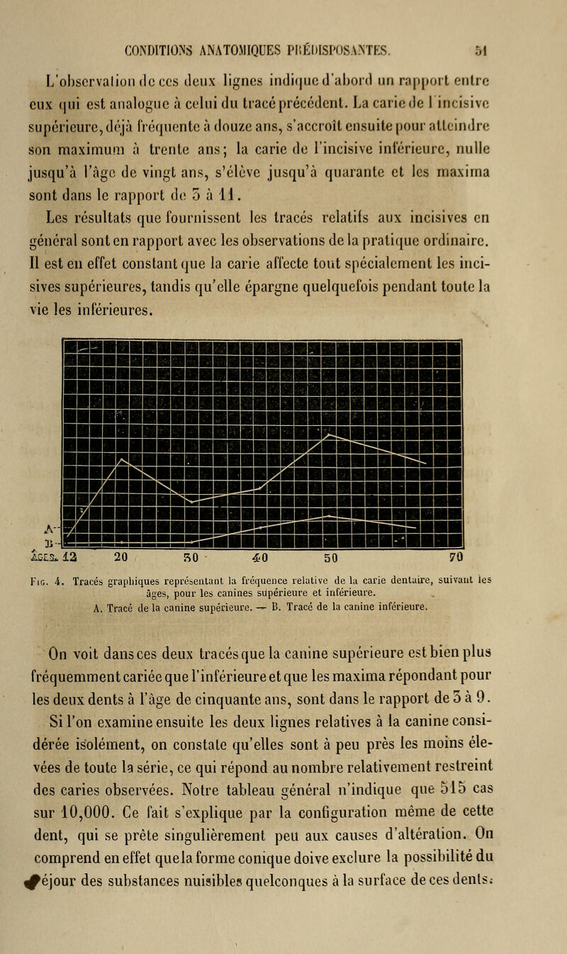 L'observation de ces deux lignes indique d'abord un rapport entre eux qui est analogue à celui du tracé précédent. La carie de l'incisive supérieure, déjà fréquente à douze ans, s'accroît ensuite pour atteindre son maximum à trente ans; la carie de l'incisive inférieure, nulle jusqu'à l'âge de vingt ans, s'élève jusqu'à quarante et les maxirna sont dans le rapport de 5 à li. Les résultats que fournissent les tracés relatifs aux incisives en général sont en rapport avec les observations de la pratique ordinaire. Il est en effet constant que la carie affecte tout spécialement les inci- sives supérieures, tandis qu'elle épargne quelquefois pendant toute la vie les inférieures. A-1 ■«■gnnnHHnnannnNH BBBBBB3i§PM§fflHBH™HHHBMfflRBBBBB BBBBBBSBI3BIhb™bbbhbbbhi ■■■■■■■ïHBBflflBBBBBBHflBBflflflBflB iG£S*12 Fig. i. Tracés graphiques représentant la fréquence relative de la carie dentaire, suivant les âges, pour les canines supérieure et inférieure. A. Tracé de la canine supérieure. — B. Tracé de la canine inférieure. On voit dansées deux tracés que la canine supérieure est bien plus fréquemment cariée que l'inférieure et que les maxima répondant pour les deux dents à l'âge de cinquante ans, sont dans le rapport de 5 à 9. Si l'on examine ensuite les deux lignes relatives à la canine consi- dérée isolément, on constate qu'elles sont à peu près les moins éle- vées de toute la série, ce qui répond au nombre relativement restreint des caries observées. Notre tableau général n'indique que 515 cas sur 10,000. Ce fait s'explique par la configuration même de cette dent, qui se prête singulièrement peu aux causes d'altération. On comprend en effet quela forme conique doive exclure la possibilité du ^éjour des substances nuisibles quelconques à la surface decesdents;