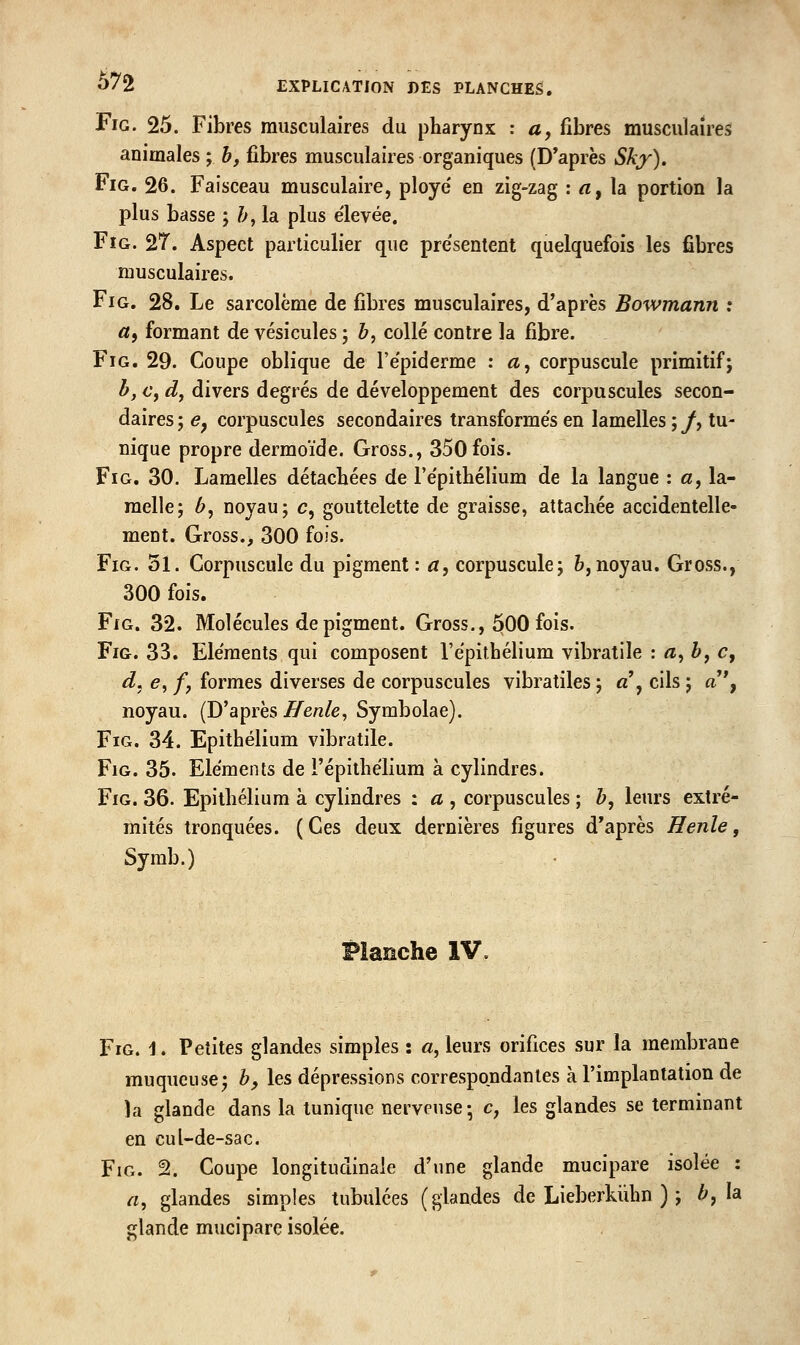 FiG. 25. Fibres musculaires du pharynx : a, fibres musculaires animales ; h, fibres musculaires organiques (D'après Sky), FiG. 26. Faisceau musculaire, ploye' en zig-zag : rt, la portion la plus basse ; /y, la plus élevée. FiG. 27. Aspect particulier que présentent quelquefois les fibres musculaires. FiG. 28. Le sarcolème de fibres musculaires, d'après Bowmann : ctf formant de vésicules ; b, collé contre la fibre. FiG. 29. Coupe oblique de l'e'piderme : «, corpuscule primitif; b, Cf d, divers degrés de développement des corpuscules secon- daires ; e^ corpuscules secondaires transformés en lamelles ; /, tu- nique propre dermoïde. Gross., 350 fois. FiG. 30. Lamelles détachées de l'e'pithélium de la langue : «, la- melle; ^, noyau; c, gouttelette de graisse, attachée accidentelle- ment. Gross., 300 fois. FiG. 3l. Corpuscule du pigment: a, corpuscule; &,noyau. Gross., 300 fois. FiG. 32. Molécules de pigment. Gross., 500 fois. FiG. 33. Eléments qui composent l'épithélium vibratile : «, b, c, d^ e, /, formes diverses de corpuscules vibratiles ; «', cils ; a, noyau. (D'après Henle, Symbolae). FiG. 34. Epithélium vibratile. FiG. 35. Eléments de l'épithélium à cylindres. FiG. 36. Epithélium à cylindres : a , corpuscules ; &, leurs extré- mités tronquées. (Ces deux dernières figures d'après Henle, Syrab.) Planche IV. FiG. 1. Petites glandes simples : «, leurs orifices sur la membrane muqueuse; b, les dépressions correspondantes à l'implantation de la glande dans la tunique nerveuse-, c, les glandes se terminant en cul-de-sac. FiG. 2. Coupe longitudinale d'une glande mucipare isolée : a^ glandes simples tubulces (glandes de Lieberkiihn ) ; ^, la glande mucipare isolée.