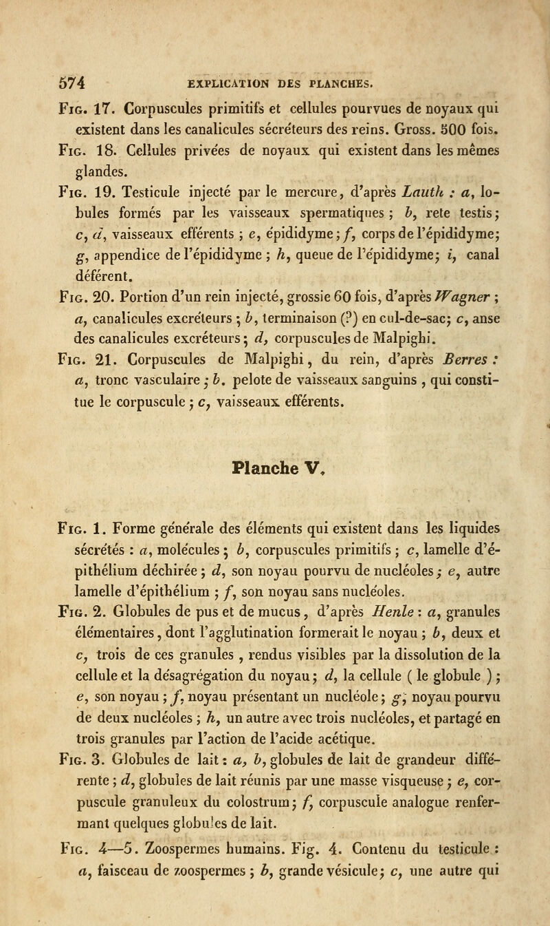 FiG. 17. Corpuscules primitifs et cellules pourvues de noyaux qui existent dans les canalicules sécre'teurs des reins. Gross. 500 fois. FiG. 18. Cellules prive'es de noyaux qui existent dans les mêmes glandes. FiG. 19. Testicule injecté par le mercure, d'après Lauth : a, lo- bules formés par les vaisseaux spermatiques ; h, rete testis ; c, d^ vaisseaux efférents ; e, ëpididyme;/, corps de l'épididymej g-, appendice del'épididyme ; h, queue de l'e'pididymej i, canal déférent. FiG. 20. Portion d'un rein injecté, grossie 60 fois, d'après Wagner ; ttj canalicules excre'leurs ; h, terminaison (?) en cul-de-sacj c, anse des canalicules excréteurs ; d, corpuscules de Malpighi. FiG. 21. Corpuscules de Malpighi, du rein, d'après Berres : «, tronc vasculaire ; h, pelote de vaisseaux sanguins , qui consti- tue le corpuscule j c, vaisseaux efférents. Planche V* FïG. 1. Forme ge'ne'rale des éléments qui existent dans les liquides sécre'tés : a, mole'cules 5 b, corpuscules primitifs ; c, lamelle d'é- pithélium déchirée; d, son noyau pourvu de nucléoles; e, autre lamelle d'épithélium ; /, son noyau sans nucle'oles. FiG. 2. Globules de pus et de mucus, d'après Henle : «, granules éle'mentaires, dont l'agglutination formerait le noyau ; b, deux et c, trois de ces granules , rendus visibles par la dissolution de la cellule et la de'sagrégation du noyau ; c?, la cellule ( le globule ) ; e, son noyau ; f, noyau présentant un nucléole ; ^, noyau pourvu de deux nucléoles ; h, un autre avec trois nucléoles, et partagé en trois granules par l'action de l'acide acétique. FiG. 3. Globules de lait : a, b, globules de lait de grandeur diffé- rente ; d^ globules de lait réunis par une masse visqueuse ', e, cor- puscule granuleux du colostrumj /J corpuscule analogue renfer- mant quelques globules de lait. FiG. A—5. Zoospermes humains. Fig. 4. Contenu du testicule : rt, faisceau de zoospermes ; b, grande vésicule; c, une autre qui