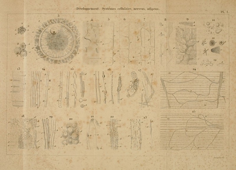 DevcJoppcmeiil. Svslcmes coilulairo, ncr\<nL\, a(li()cux. PL. I. '5^ 24 •jr>-\ \^'