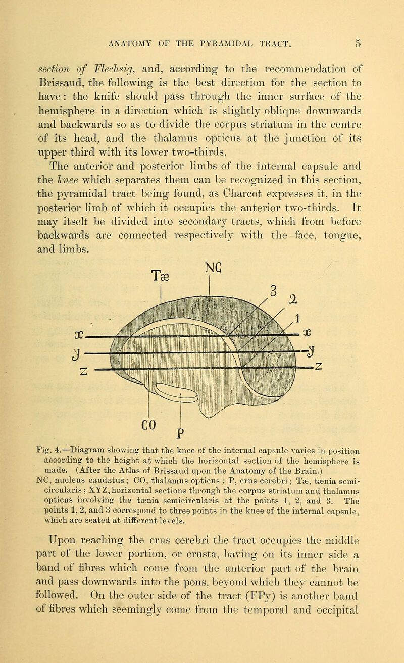 sectio7h of Flechsig, and, according to the recommendation of Brissaud, the following is the best direction for the section to have : the knife should pass through the inner surface of the hemisphere in a direction which is slightly oblique downwards and backwards so as to divide the corpus striatum in the centre of its head, and the thalamus opticus at the junction of its tipper third with its lower two-thirds. The anterior and posterior limbs of the internal capsule and the Jcnee which separates them can be recognized in this section, the pyramidal tract being found, as Charcot expresses it, in the posterior limb of which it occupies the anterior two-thirds. It may itselt be divided into secondary tracts, which from before backwards are connected respectively with the face, tongue, and limbs. Fig. 4.—Diagram showing that the knee of the internal capsnle varies in position according to the height at which the horizontal section of the hemisphere is made. (After the Atlas of Brissaud upon the Anatomy of the Brain.) NC, nucleus caiidatus ; CO, thalamus opticus ; P, crus cerebri ; Teb, taenia semi- circularis; XYZ, horizontal sections through the corpus striatum and thalamus opticus involying the tffinia semicircularis at the points 1, 2, and 3. The points 1, 2, and 3 correspond to three points in the knee of the internal capsule, which are seated at different levels. Upon reaching the crus cerebri the tract occupies the middle part of the lower portion, or crusta, having on its inner side a band of fibres which come from the anterior part of the bi-ain and pass downwards into the pons, beyond which they cannot be followed. On the outer side of the tract (FPy) is another band of fibres which seemingly come from the temj)oral and occipital