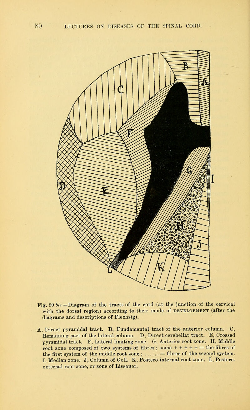 Fig'. 80 6«4'.—Diagram of the tracts of the cord (at the junction of the cervical with the dorsal region) according to their mode of development (after the diagrams and descriptions of Plechsig). A, Direct pyramidal tract. B, Fundamental tract of the anterior column. C, Eemaining part of the lateral column. D, Direct cerebellar tract. E, Crossed pyramidal tract. F, Lateral limiting zone. G, Anterior root zone. H, Middle root zone composed of two systems of fibres ; some + + + + + = the fibres of the first system of the middle root zone ; = fibres of the second system. I, Median zone. J, Column of Goll. K, Postero-internal root zone. L, Postero- external root zone, or zone of Lissauer.