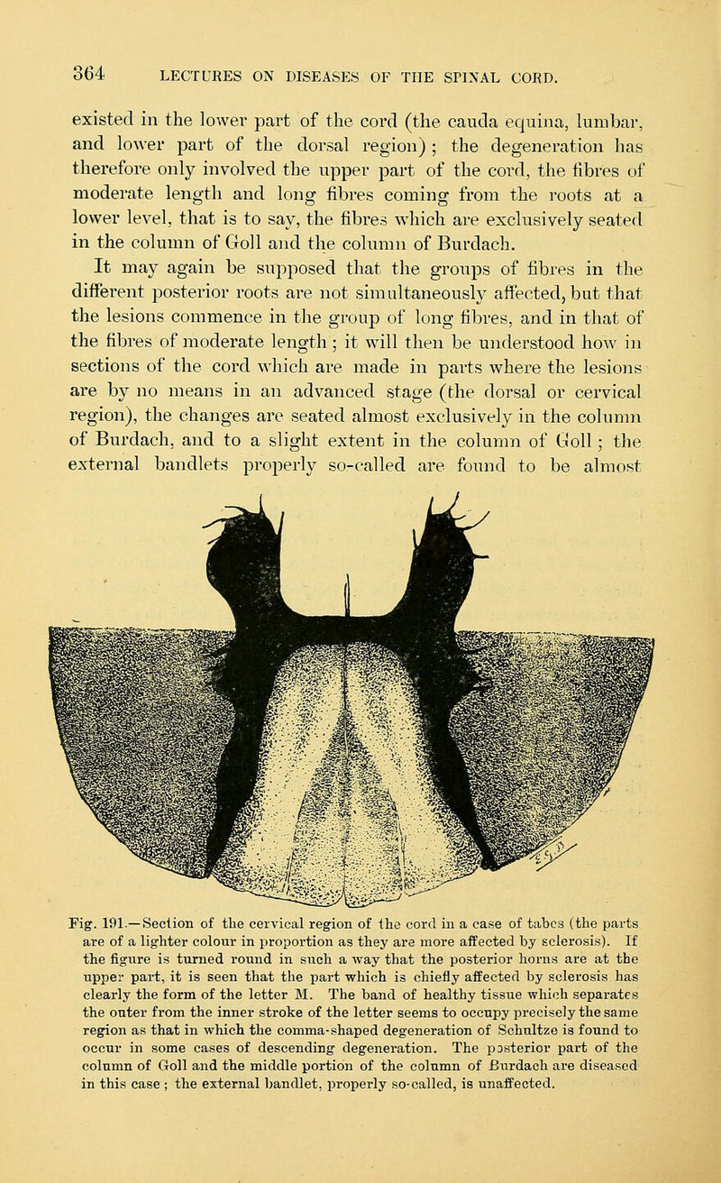 existed in the lower part of the cord (the cauda equina, lumbar, and lower part of the dorsal region) ; the degeneration has therefore only involved the upper part of the cord, the fibres of moderate length and long fibres coming from the roots at a lower level, that is to say, the fibres which are exclusively seated in the column of Goll and the column of Burdach, It may again be supposed that the groups of fibres in the diffei'ent posterior roots are not simultaneously affected, but that the lesions commence in the group of long fibres, and in that of the fibres of moderate length; it will then be understood how^ in sections of the cord which are made in parts where the lesions are by no means in an advanced stage (the dorsal or cervical region), the changes are seated almost exclusively in the column of Burdach, and to a slight extent in the column of Goll; the external bandlets properly so-called are found to be almost Fig. 191.—Section of the cervical region of the cord in a case of tabes (the parts are of a lighter colour in proportion as they are more affected by sclerosis). If the figure is turned round in such a way that the posterior horns are at the upper part, it is seen that the part which is chiefly affected by sclerosis has clearly the form of the letter M. The band of healthy tissue which separates the outer from the inner stroke of the letter seems to occupy precisely the same region as that in which the comma-shaped degeneration of Schultze is found to occur in some cases of descending degeneration. The posterior part of the column of Goll and the middle portion of the column of Burdach are diseased in this case ; the external bandlet, properly so-called, is unaffected.