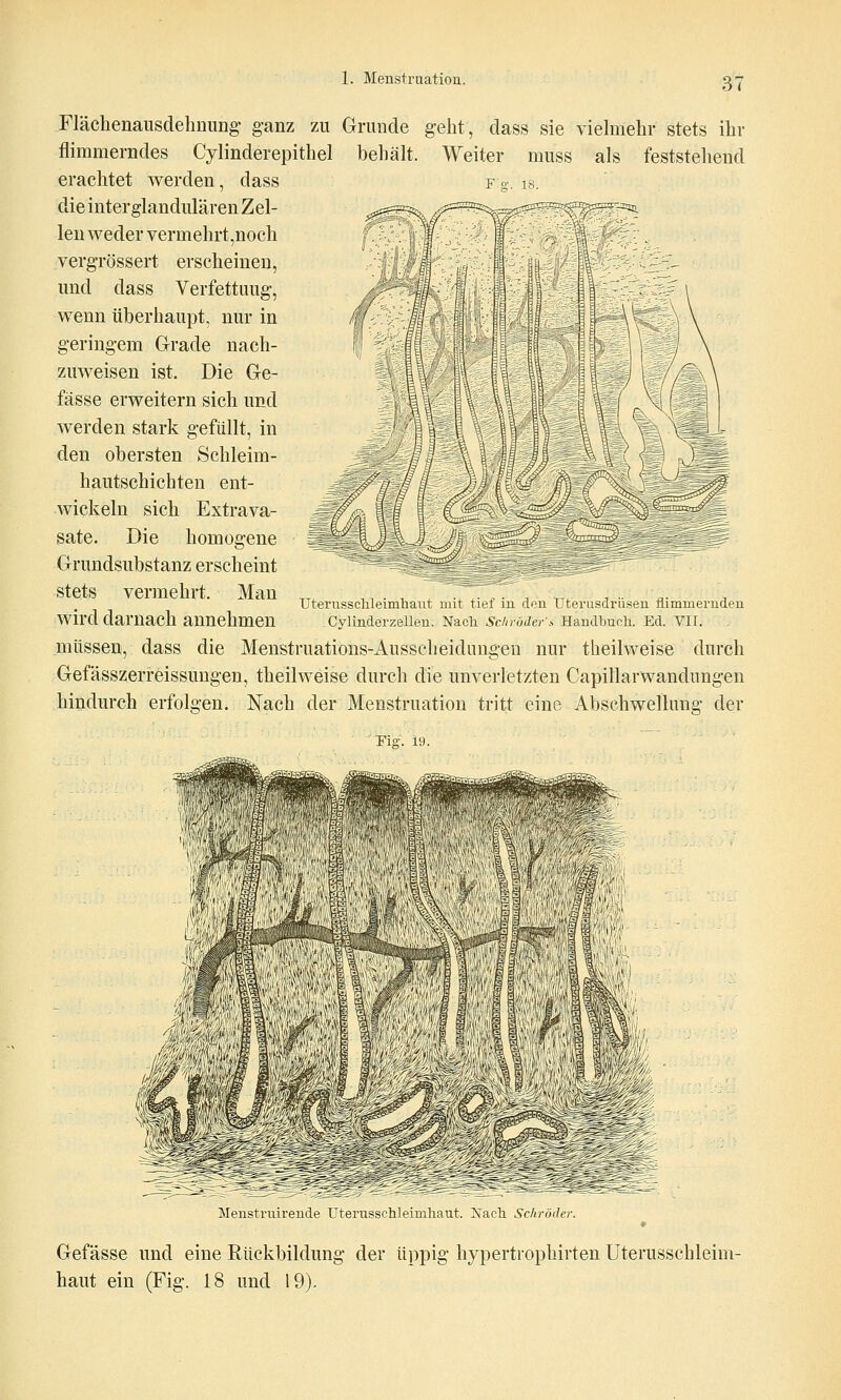 Flächenaiisdelmung- ganz zu Grunde geht, dass sie vielmehr stets ihr flimmerndes Cylinderepithel behält. Weiter muss als feststellend erachtet werden, dass die interglandulären Zel- len weder vermehrt,noch vergrössert erscheinen, und dass Verfettung, wenn überhaupt, nur in geringem Grade nach- zuweisen ist. Die Ge- fässe erweitern sich und werden stark gefüllt, in den obersten Schleim- hautschichten ent- wickeln sich Extrava- sate. Die homogene Grundsubstanz erscheint stets vermehrt. Man ^,^ n i ,, . TT^ ^ tt^ ^ a i Uteiussclueimhant mit tief m don Uteiusdiiisen tiimmemaen wird darnach annehmen Cylinderzelleu. Nacli Sc/z/orfe;-.- Handbuoli. Ed. VII. müssen, dass die Menstruations-Aussclieidungeu nur theilweise durch Gefässzerreissungen, theilweise durch die unverletzten Capillarwandungen hindurch erfolgen. Nach der Menstruation tritt eine Abschwellung der Menstiuiiende Uteiusschleimliaut ISacli Sc/nodei Gefässe und eine Rückbildung der üppig hypertrophirten Uterusschleim- haut ein (Fig. 18 und 19).