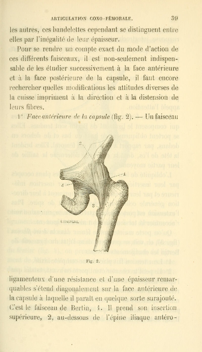 les autres, ces bandelcUes cependant se distinguent entre elles par l'inégalité de leur épaisseur. Pour se rendre un compte exact du mode d'action de ces différents faisceaux, il est non-seulement indispen- sable de les étudier successivement à la face antérieure et à la face postérieure de la capsule, il faut encore rechercher quelles modifications les attitudes diverses de la cuisse impriment à la direction et àk distension de leurs fibres. i ' F ace antérieure de la capsule (fig. 2). — Un faisceau 'i.;ÀVa.v.p,y;i.\j Fii?. 2. ligamenteux d'une résistance et d'une épaisseur remar- quables s'étend diagonalement sur la face antérieure de la capsule à laquelle il paraît en quelque sorte surajouté. C'est le faisceau de Bertin, 1. 11 prend son insertion supérieure, 2, au-dessous de l'épine iliaque antéro-