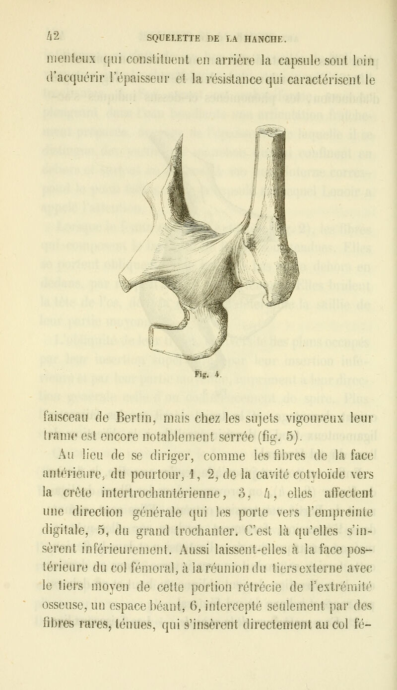 nieoieux qui coiistitLieni en arrière la capsule sont loin d'acquérir l'épaisseur et la résistance qui caractérisent le Fig. i. faisceau cie Berlin, mais chez les sujets vigoureux leur iranie est encore notablement serrée (fîg. 5). Au lieu de se diri2;er, comme les fibres de la face antérieure^ dit pourtour, 1, 2, de la cavité cotyloïde vers la crête intertrochantérienne, o, Zi, elles affectent une direction générale qui les porte vers l'empreinte digitale, 5, du grand trochanter. C'est là qu'elles s'in- sèrent inférieurement. Aussi laissent-elles à la face pos- térieure du col fémoral, à la réunion du tiers externe avec le tiers moyen de cette portion rétrécie de rextrémité osseuse, un espace béant, 6, intercepté seulement par des fibres rares, ténues, qui s'insèrent directement au col fé-