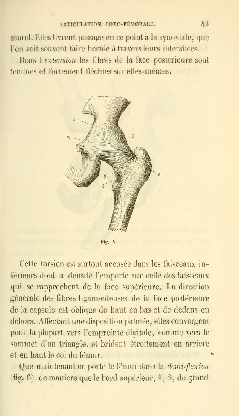 moral. Elles livrent passage en ce point à la synoviale, que l'on voit souvent faire hernie à travers leurs interstices. Dans Y extension les fibres de la face postérieure sont tendues et fortement fléchies sur elles-mêmes. Fîsr. 5. Cette torsion est surtout accusée dans les faisceaux in- férieurs dont la densité l'emporte sur celle des faisceaux qui se rapprochent de la face supérieure. La direction générale des fibres ligamenteuses de la face postérieure de la capsule est oblique de haut en bas et de dedans en dehors. Affectant une disposition palmée, elles convergent pour la plupart vers l'empreinte digitale, comme vers le sommet d'un triande, et brident étroitement en arrière et en haut le col du fémur. Que maintenant on porte le fémur dans la demi-flexion