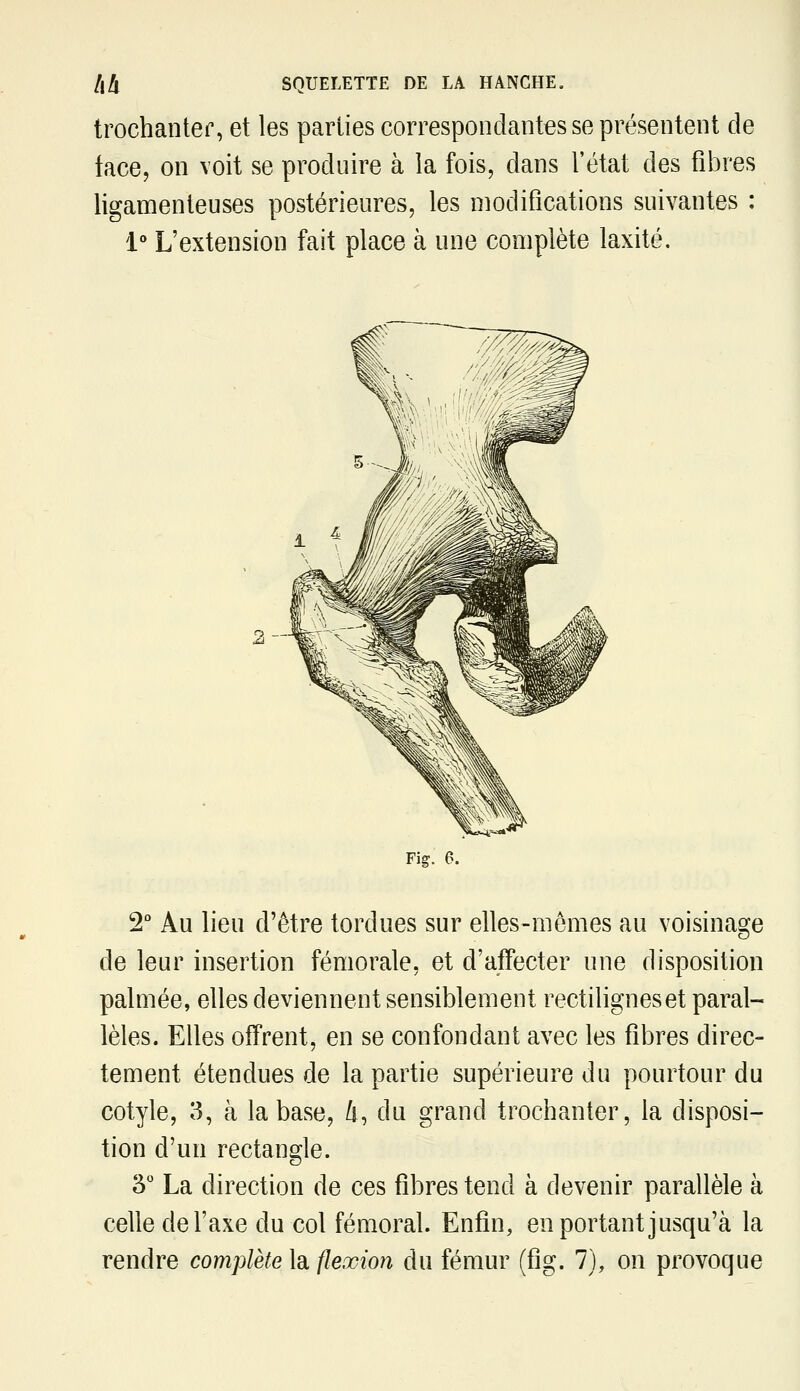 trochanter, et les parties correspondantes se présentent de iace, on voit se produire à la fois, dans l'état des fibres ligamenteuses postérieures, les modifications suivantes : 1 L'extension fait place à une complète laxité. 2- Fig. 6. 2° Au lieu d'être tordues sur elles-mêmes au voisinage de leur insertion fémorale, et d'affecter une disposition palmée, elles deviennent sensiblement rectiligneset paral- lèles. Elles offrent, en se confondant avec les fibres direc- tement étendues de la partie supérieure du pourtour du cotyle, 3, à la base, i, du grand trochanter, la disposi- tion d'un rectangle. 3 La direction de ces fibres tend à devenir parallèle à celle de Taxe du col fémoral. Enfin, en portant jusqu'à la