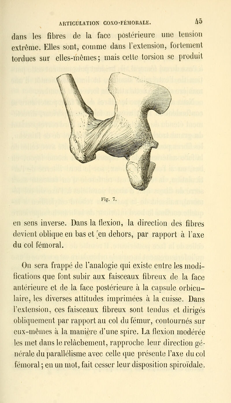 dans les fibres de la face postérieure une tension extrême. Elles sont, comme dans l'extension, fortement tordues sur elles-mêmes; mais cette torsion se produit Figr. 7. en sens inverse. Dans la flexion, la direction des fibres devient oblique en bas et Jen dehors, par rapport à l'axe du col fémoral. On sera frappé de l'analogie qui existe entre les modi- fications que font subir aux faisceaux fibreux de la face antérieure et de la face postérieure à la capsule orbicu- laire, les diverses attitudes imprimées à la cuisse. Dans l'extension, ces faisceaux fibreux sont tendus et dirigés obliquement par rapport au col du fémur, contournés sur eux-mêmes à la manière d'une spire. La flexion modérée les met dans le relâchement, rapproche leur direction gé- nérale du parallélisme avec celle que présente l'axe du col fémoral ; en un mot, fait cesser leur disposition spiroïdale.