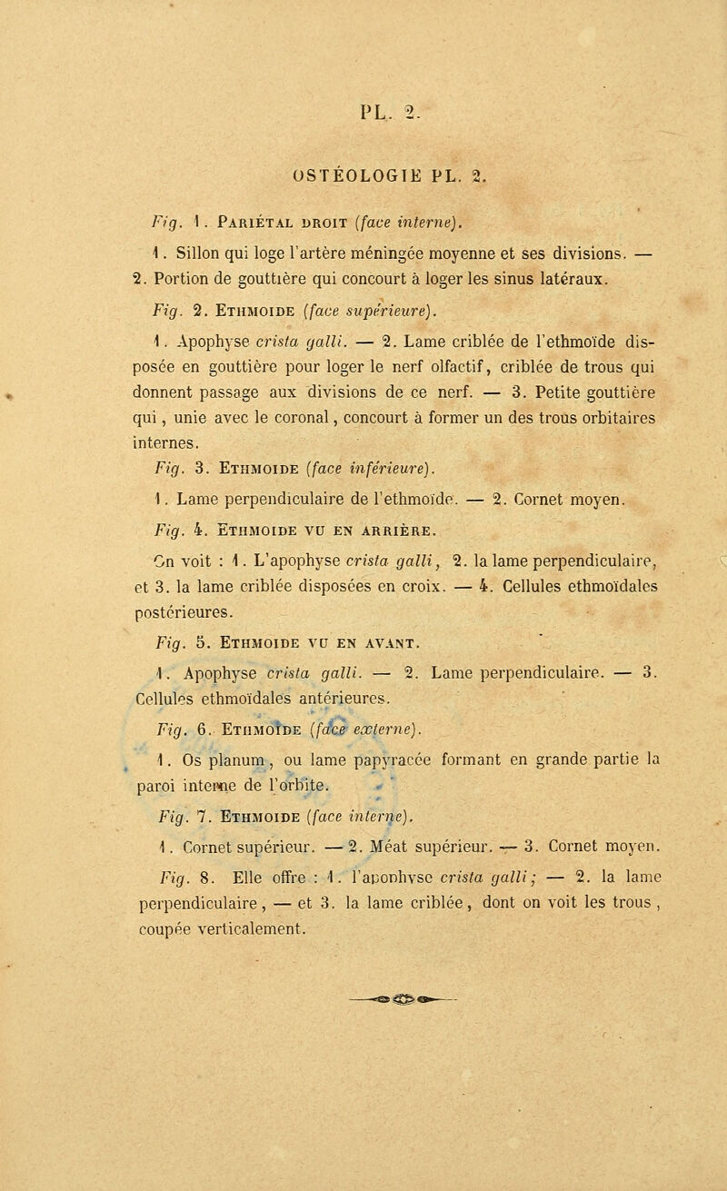 OSTÉOLOGIE PL. 2. Fi g. I. Pariétal droit {face interne). \. Sillon qui loge l'artère méningée moyenne et ses divisions. — 2. Portion de gouttière qui concourt à loger les sinus latéraux. Fig. 2. Ethmoide (face supérieure). 1. Apophyse crista galli. — 2. Lame criblée de l'ethmoïde dis- posée en gouttière pour loger le nerf olfactif, criblée de trous qui donnent passage aux divisions de ce nerf. — 3. Petite gouttière qui, unie avec le coronal, concourt à former un des trous orbitaires internes. Fig. 3. Ethmoide {face inférieure). \. Lame perpendiculaire de l'ethmoïde. — 2. Cornet moyen. Fig. 4. Ethmoide vu en arrière. On voit : 1. L'apophyse crista galli, 2. la lame perpendiculaire, et 3. la lame criblée disposées en croix. — 4. Cellules ethmoïdales postérieures. Fig. 5. Ethmoide vu en avant. 1. Apophyse crista galli. — 2. Lame perpendiculaire. — 3. Cellules ethmoïdales antérieures. Fig. 6. EthmoIde {fdc.e externe). \. Os planum, ou lame papyracée formant en grande partie la paroi interne de l'orbite. * ' Fig. 7. Ethmoide {face interne). ■1. Cornet supérieur. — 2. Méat supérieur. — 3. Cornet moyen. Fig. 8. Elle offre : 1. l'atJonhvse crista galli; — 2. la lame perpendiculaire, — et 3. la lame criblée, dont on voit les trous , coupée verticalement.