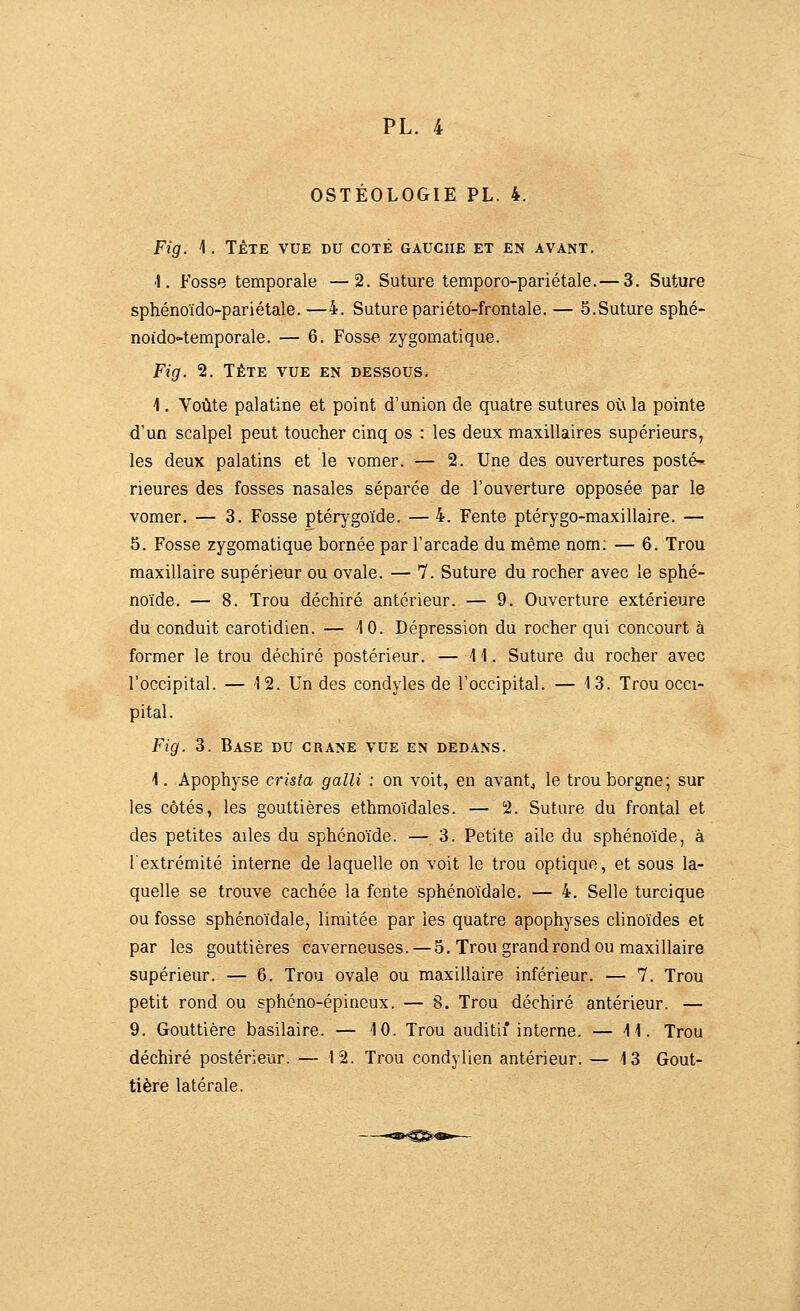 OSTÉOLOGIE PL. 4. Fig. \ . TÊTE VUE DU COTÉ GAUCHE ET EN AVANT. •1. Fosse temporale —2. Suture temporo-pariétale.— 3. Suture sphénoïdo-pariétale.—4. Suture pariéto-frontale. — 5.Suture sphé- noido-temporale. — 6. Fosse zygomatique. Fig. 2. TÊTE VUE EN DESSOUS. 1. Voûte palatine et point d'union de quatre sutures où la pointe d'un scalpel peut toucher cinq os : les deux maxillaires supérieurs, les deux palatins et le vomer. — 2. Une des ouvertures posté- rieures des fosses nasales séparée de l'ouverture opposée par le vomer. — 3. Fosse ptérygoïde. — 4. Fente ptérygo-maxillaire. — 5. Fosse zygomatique bornée par l'arcade du même nom; — 6. Trou maxillaire supérieur ou ovale. — 7. Suture du rocher avec le sphé- noïde. — 8. Trou déchiré antérieur. — 9. Ouverture extérieure du conduit carotidien. — 10. Dépression du rocher qui concourt à former le trou déchiré postérieur. — 11. Suture du rocher avec l'occipital. — 12. Un des condyles de l'occipital. — 13. Trou occi- pital. Fig. 3. Base du crane vue en dedans. 1. Apophyse crista galli ; on voit, en avant, le trou borgne; sur les côtés, les gouttières ethmoïdales. — 2. Suture du frontal et des petites ailes du sphénoïde. — 3. Petite aile du sphénoïde, à l'extrémité interne de laquelle on voit le trou optique, et sous la- quelle se trouve cachée la fente sphénoïdale. — 4. Selle turcique ou fosse sphénoïdale, limitée par les quatre apophyses clinoïdes et par les gouttières caverneuses. —5. Trou grand rond ou maxillaire supérieur. — 6. Trou ovale ou maxillaire inférieur. — 7. Trou petit rond ou sphéno-épineux. — 8. Trou déchiré antérieur. — 9. Gouttière basilaire. — 10. Trou auditif interne. — 11. Trou déchiré postérieur. — 12. Trou condylien antérieur. — 13 Gout- tière latérale.