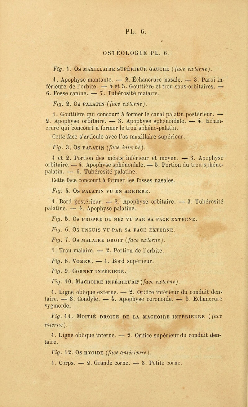 OSTEOLOGIE PL. 6. Fig. 1. Os MAXILLAIRE SUPÉRIEUR GAUCHE {face eccteme). ^. Apophyse montante. — 2. Échancrure nasale. — 3. Paroi in- férieure de l'orbite. — 4 et 3. Gouttière et trou sous-orbitaires. — 6. Fosse canine. — 7. Tubérosité malaire. Fig. 2. Os PALATIN [face externe). 'I. Gouttière qui concourt à former le canal palatin postérieur. — 2. Apophyse orbitaire. — 3. Apophyse sphénoïdale. — 4. Échan- crure qui concourt à former le trou sphéno-palatin. Cette face s'articule avec l'os maxillaire supérieur. Fig. 3. Os PALATIN (face interne). 1 et 2. Portion des méats inférieur et moyen. — 3. Apophyse orbitaire. — 4. Apophyse sphénoïdale. — 3. Portion du trou sphéno- palatin. — 6. Tubérosité palatine. Cette face concourt à former les fosses nasales. Fig. 4. Os PALATIN vu EN ARRIÈRE. 1. Bord postérieur. — 2. Apophyse orbitaire. — 3. Tubérosité palatine. — 4. Apophyse palatine. Fig. 5. Os PROPRE DU NEZ vu PAR SA FACE EXTERNE. Fig. 6. Os UNGUis vu par sa face externe. Fig. 7. Os MALAIRE DROIT {facB externe). 1. Trou malaire. — 2. Portion de l'orbite. Fig. 8. VOMER. — 1. Bord supérieur. Fig. 9. Cornet inférieur. Fig. 4 0. Mâchoire inférieure (face externe). \. Ligne oblique externe. — 2. Orifice inférieur du conduit den- taire. — 3. Condyle. — 4. Apophyse coronoide. — 5. Échancrure sygmoïde. Fig. 11. Moitié droite de la mâchoire inférieure (face interne). 1. Ligne oblique interne. — 2. Oritice supérieur du conduit den- taire. Fig. 12. Os hyoïde (face antérieure).