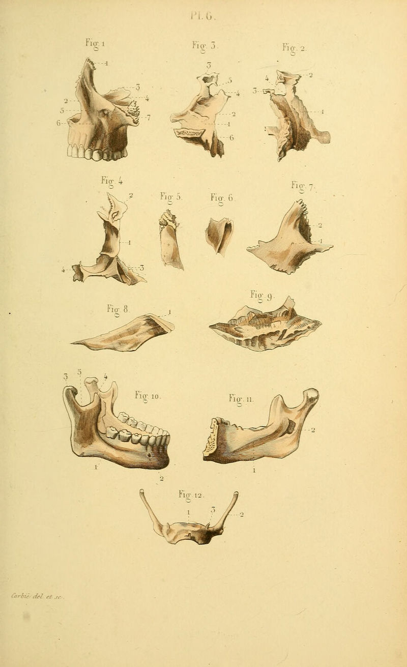 Fio- Fio'. Fior 4 Fiov -