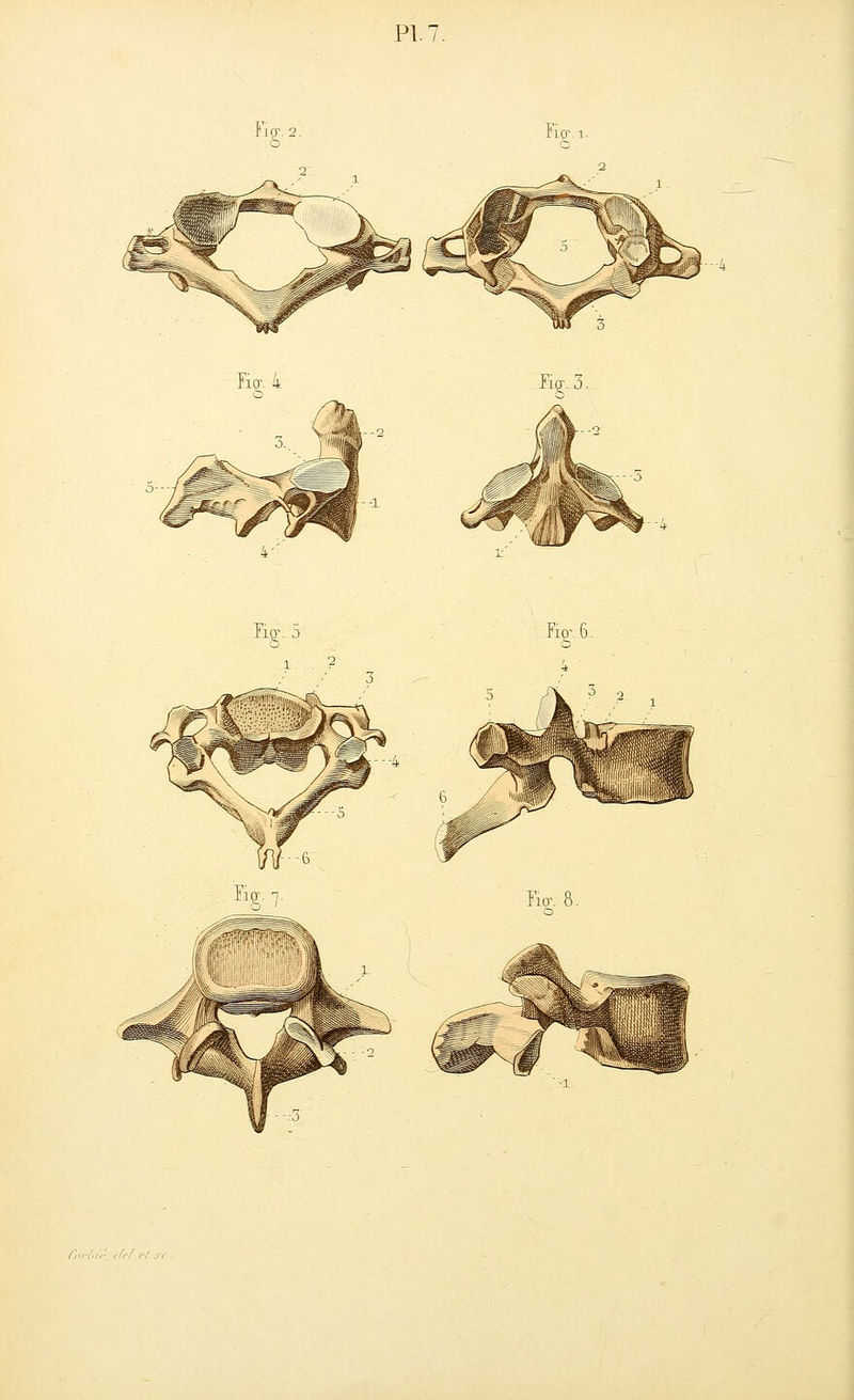 FkJ. 2. Fier 'diU Figr.. 5 FiorG. Fkt_ 8. r/r