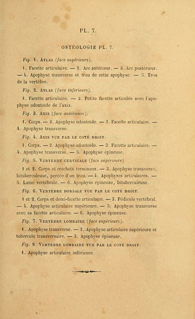 OSTÉOLOGIE PL. 7. Fig. 1. Atlas (face supérieure). 1. Facette articulaire. — 2. Arc antérieur. — 3. Arc postérieur. — 4. Apophyse transverse et trou de cette apophyse. — 5. Trou de la vertèbre. Fig. 2. Atlas (face inférieure). '1. Facette articulaire. — 2. Petite facette articulée avec l'apo- physe odontoïde de l'axis. Fig. 3. Axis (face antérieure). 1. Corps.—^ 2. Apophyse odontoïde. — 3. Facette articulaire. — 4. Apophyse transverse. Fig. 4. Axis vue par le coté droit. 1. Corps. — 2. Apophyse odontoïde. — 3. Facette articulaire. — 4. Apophyse transverse. — 5. Apophyse épineuse. Fig. 5. Vertèbre cervicale (face supérieure) 1 et 2. Corps et crochets terminaux. — 3. Apophyse transverse, bituberculeuse, percée d'un trou. — 4. Apophyses articulaires. — o. Lame vertébrale. — 6. Apophyse épineuse, bituberculeuse. Fig. 6. Vertèbre dgrs.^le vue par le coté droit. 1 et 2. Corps et demi-facette articulaire. — 3. Pédicule vertébral. — 4. Apophyse articulaire supérieure. — o. Apophyse transverse avec sa facette articulaire. — G. Apophyse épineuse. Fig. 7. Vertèbre lombaire (face supérieure). \. Apophyse transverse. — 2. Apophyse articulaire supérieure et tubercule transversaire. — 3. Apophyse épineuse. Fig. 8. Vertèbre lombaire vue par le coté droit. 1. Apophyse articulaire inférieure.