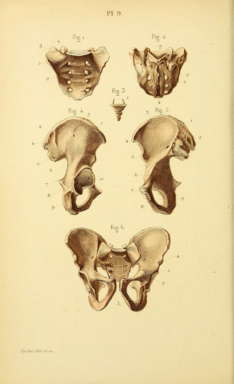 Corbié- del. et se .