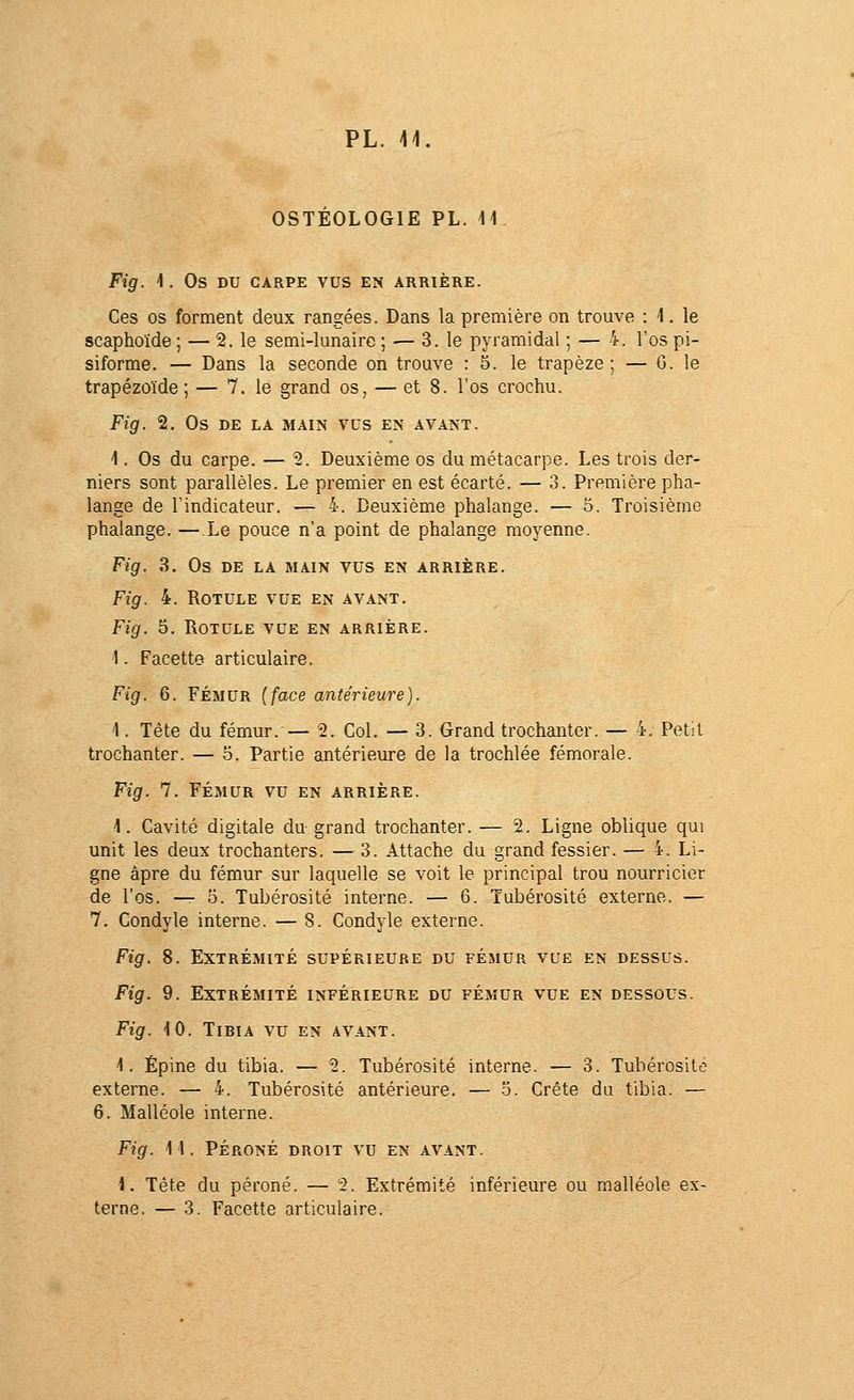 OSTEOLOGIE PL. 11 Fig. 1 . Os DU CARPE vus EN ARRIÈRE. Ces os forment deux rangées. Dans la première on trouve : 1. le scaphoïde ; — 2. le semi-lunaire ; — 3. le pyramidal ; — 4. l'os pi- siforme. — Dans la seconde on trouve : 5. le trapèze ; — G. le trapézoïde ; — 7. le grand os, — et 8. l'os crochu. Fig. 2. Os DE LA MAIN vus EN AVANT. 1. Os du carpe. — 2. Deuxième os du métacarpe. Les trois der- niers sont pai'allèles. Le premier en est écarté. — 3. Première pha- lange de l'indicateur. — 4. Deuxième phalange. — 5. Troisième phalange. — Le pouce n'a point de phalange moyenne. Fig. 3. Os DE LA MAIN vus EN ARRIÈRE. Fig. 4. Rotule vue en avant. Fig. 5. Rotule vue en arrière. 1. Facette articulaire. Fig. 6. FÉMUR (face antérieure). 1. Tête du fémur. — 2. Col. — 3. Grand trochanter. — 4. Petit trochanter. — 5. Partie antérieure de la trochlée fémorale. Fig. 7. FÉMUR vu en arrière. 1. Cavité digitale du grand trochanter. — 2. Ligne oblique qui unit les deux trochanters. — 3. Attache du grand fessier. — 4. Li- gne âpre du fémur sur laquelle se voit le principal trou nourricier de l'os. — 5. Tubérosité interne. — 6. Tubérosité externe. — 7. Condyle interne. — 8. Condyle externe. Fig. 8. Extrémité supérieure du fémur vue en dessus. Fig. 9. Extrémité inférieure du fémur vue en dessous. Fig. 10. Tibia vu en avant. 1. Épine du tibia. — 2. Tubérosité interne. — 3. Tubérosité externe. — 4. Tubérosité antérieure. — 5. Crète du tibia. — 6. Malléole interne. Fig. 11. PÉRONÉ droit vu en avant. 1. Tête du péroné. — 2. Extrémité inférieure ou malléole ex- terne. — 3. Facette articulaire.