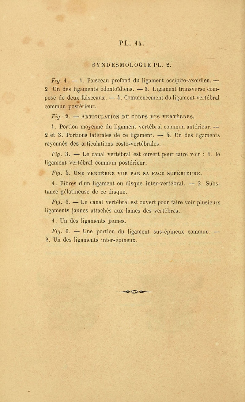 SYNDESMOLOGIE PL. 2. Ftg. 1. — 1. Faisceau profond du ligament occipito-axoïdien, — 2. Un des ligaments odontoïdiens. —3. Ligament transverse com- posé de deux faisceaux. — 4. Commencement du ligament vertébral commun postérieur. Fig. 2. —Articulation du corps d£S vertèbres. 1. Portion moyenne du ligament vertébral commun antérieur. — 2 et 3. Portions latérales de ce ligament. — 4. Un des ligaments rayonnes des articulations costo-vertébrales. Fig. 3. — Le canal vertébral est ouvert pour faire voir : 4. le ligament vertébral commun postérieur. Fig. 4. Une vertèbre vue par sa face supérieure. 1. Fibres d'un ligament ou disque inter-vertébral. — 2. Subs- tance gélatineuse de ce disque. Fig. 5. — Le canal vertébral est ouvert pour faire voir plusieurs ligaments jaunes attachés aux lames des vertèbres. 1. Un des ligaments jaunes. Fig. 6. — Une portion du ligament sus-épineux commun. — 2. Un des ligaments inter-épineux.