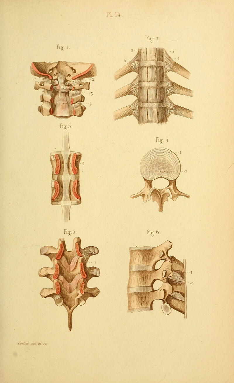 MI. 'iq- '2. Fio- 1. Fier. Yio\ 6. Coriié del. et.