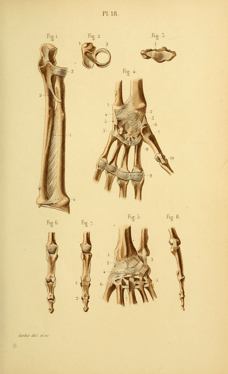 7io-. 3. Corelé (tel et se