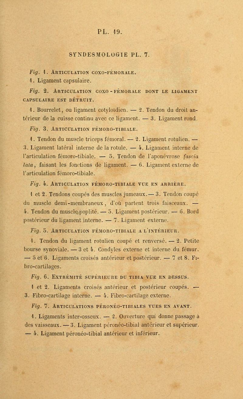 SYNDESMOLOGIE PL. 7. Fig. 1. Articulation coxo-fémorale. 1. Ligament capsuiaire. Fig. 2. Articulation coxo-fémorale dont le ligament câpsulaire est détruit. 1. Bourrelet, ou ligament cotyloïdien. — 2. Tendon du droit an- térieur de la cuisse continu avec ce ligament. — 3. Ligament rond. Fig. 3. Articulation fémoro-tibiale. 1. Tendon du muscle triceps fémoral. — 2. Ligament rotulien. — 3. Ligament latéral interne de la rotule. — 4. Ligament interne de l'articulation fémoro-tibiale. — o. Tendon de l'aponévrose fascia latttj faisant les fonctions de ligament. — 6. Ligament externe de l'articulation fémoro-tibiale. Fig. 4. Articulation fémoro-tibiale vue en arrière. 1 et 2. Tendons coupés des muscles jumeaux.— 3. Tendon coupé du muscle demi-membraneux, d'où partent trois faisceaux. — 4. Tendon du muscle.poplité. — o. Ligament postérieur. — ô. Bord postérieur du ligament interne. — 7. Ligament externe. Fig. o. Articulation fémoro-tibiale a l'intérieur. 1. Tendon du ligament rotulien coupé et renversé. — 2. Petite bourse synoviale. — 3 et 4. Condyles externe et interne du fémur. — o et 8. Ligaments croisés antérieur et postérieur. — 7 et 8. Fi- bro-cartilages. Fig. 6. Extrémité supérieure du tibia vue en dessus. 1 et 2. Ligaments croisés antérieur et postérieur coupés. — 3. Fibro-cartilage interne. — 4. Fibro-cartilage externe. Fig. 7. Articulations péronéo-tibiales vues en avant. 1. Ligaments inter-osseux. — 2. Ouverture qui donne passage à des vaisseaux. — 3. Ligament péronéo-tibial antérieur et supérieur. — 4. Ligament péronéo-tibial antérieur et inférieur.