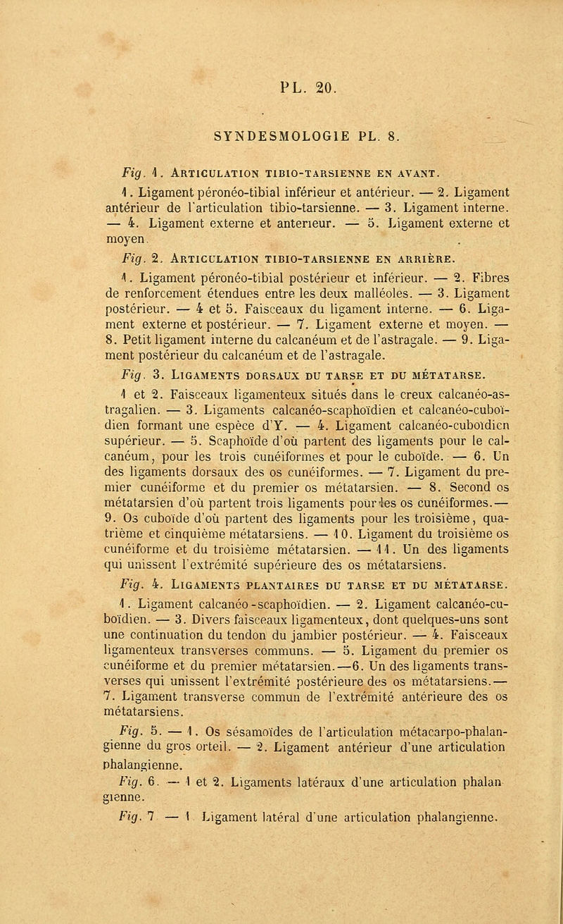 SYNDESMOLOGIE PL. 8. Fig. 1, Articulation tibio-tarsienne en avant. 1. Ligament péronéo-tibial inférieur et antérieur. — 2. Ligament antérieur de l'articulation tibio-tarsienne. — 3. Ligament interne. — 4. Ligament externe et antérieur. — 5. Ligament externe et moyen, Fig. 2, Articulation tibio-tarsienne en arrière. \. Ligament péronéo-tibial postérieur et inférieur. — 2. Fibres de renforcement étendues entre les deux malléoles. — 3. Ligament postérieur. — 4 et 5. Faisceaux du ligament interne. — 6. Liga- ment externe et postérieur. — 7. Ligament externe et moyen. — 8. Petit ligament interne du calcanéum et de l'astragale. — 9. Liga- ment postérieur du calcanéum et de l'astragale. Fig. 3. Ligaments dorsaux du tarse et du métatarse. 4 et 2. Faisceaux ligamenteux situés dans le creux calcanéo-as- tragalien. — 3, Ligaments calcanéo-scaphoïdien et calcanéo-cuboï- dien formant une espèce d'Y. — 4. Ligament calcanéo-cuboidien supérieur. — 5. Scaphoïde d'où partent des ligaments pour le cal- canéum, pour les trois cunéiformes et pour le cuboïde. — 6. Un des ligaments dorsaux des os cunéiformes. — 7. Ligament du pre- mier cunéiforme et du premier os métatarsien. — 8. Second os métatarsien d'où partent trois ligaments pour-les os cunéiformes.— 9. Os cuboïde d'où partent des ligaments pour les troisième, qua- trième et cinquième métatarsiens. — 10. Ligament du troisième os cunéiforme et du troisième métatarsien. — 14. Un des ligaments qui unissent l'extrémité supérieure des os métatarsiens. Fig. 4. Ligaments plantaires du tarse et du métatarse. 1. Ligament calcanéo-scaphoïdien. — 2. Ligament calcanéo-cu- boïdien. — 3. Divers faisceaux ligamenteux, dont quelques-uns sont une continuation du tendon du jambier postérieur. — 4. Faisceaux ligamenteux transverses communs. — 5. Ligament du premier os cunéiforme et du premier métatarsien.—6. Un des ligaments trans- verses qui unissent l'extrémité postérieure des os métatarsiens.— 7. Ligament transverse commun de l'extrémité antérieure des os métatarsiens. Fig. 5. — 1. Os sésamoïdes de l'articulation métacarpo-phalan- gienne du gros orteil. — 2. Ligament antérieur d'une articulation phalangienne. Fig. 6. — 1 et 2. Ligaments latéraux d'une articulation phalan gienne. Fig. 7 — 1 Ligament latéral d'une articulation phalangienne.