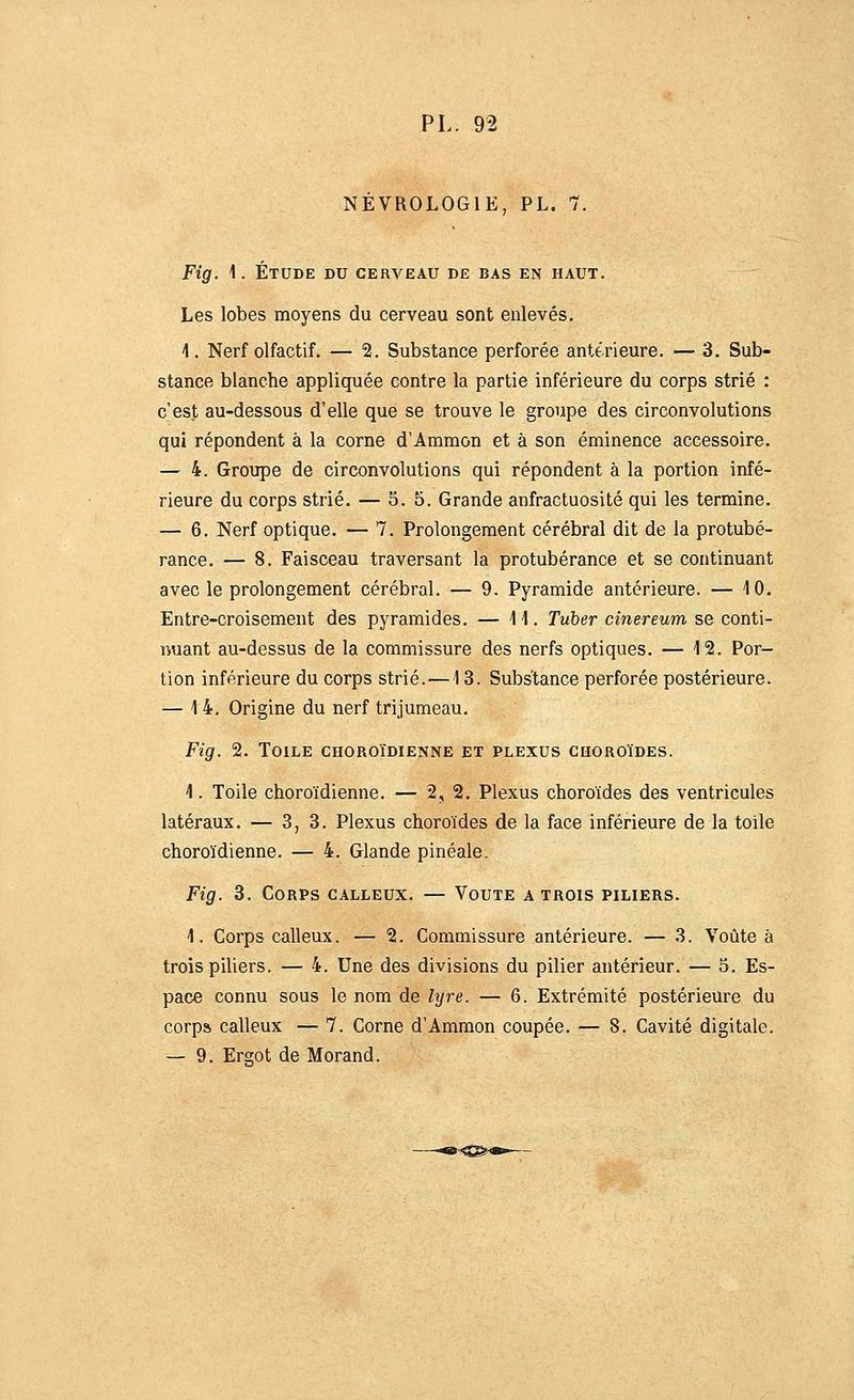 NEVROLOGIE, PL. 7. Fig. 1. Étude du cerveau de bas en haut. Les lobes moyens du cerveau sont enlevés. 1. Nerf olfactif. — 2. Substance perforée antérieure. — 3. Sub- stance blanche appliquée contre la partie inférieure du corps strié : c'est au-dessous d'elle que se trouve le groupe des circonvolutions qui répondent à la corne d'Ammon et à son éminence accessoire. — 4. Groupe de circonvolutions qui répondent à la portion infé- rieure du corps strié. — 5. 5. Grande anfractuosité qui les termine. — 6. Nerf optique. — 7. Prolongement cérébral dit de la protubé- rance. — 8. Faisceau traversant la protubérance et se continuant avec le prolongement cérébral. — 9. Pyramide antérieure. — 10. Entre-croisement des pyramides. — 11. Tuber cinereum se conti- nuant au-dessus de la commissure des nerfs optiques. — 12. Por- tion inférieure du corps strié.—13. Substance perforée postérieure. — 14. Origine du nerf trijumeau. Fig. 2. Toile choroïdienne et plexus choroïdes. 1. Toile choroïdienne. — 2, 2. Plexus choroïdes des ventricules latéraux. — 3,3. Plexus choroïdes de la face inférieure de la toile choroïdienne. — 4. Glande pinéale. Fig. 3. Corps calleux. — Voute a trois piliers. 1. Corps calleux. — 2. Commissure antérieure. — 3. Voûte à trois piliers. — 4. Une des divisions du pilier antérieur. — 5. Es- pace connu sous le nom de lyre. — 6. Extrémité postérieure du corps calleux — 7. Corne d'Ammon coupée. — 8. Cavité digitale. — 9. Ergot de Morand.