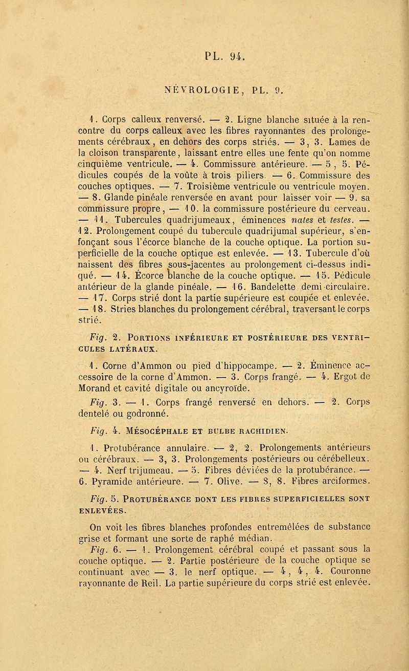 NEVROLOGIE, PL. 9. 1. Corps calleux renversé. — 2. Ligne blanche située à la ren- contre du corps calleux avec les fibres rayonnantes des prolonge- ments cérébraux, en dehors des corps striés. — 3,3. Lames de la cloison transparente, laissant entre elles une fente qu'on nomme cinquième ventricule. — 4. Commissure antérieure. — 5,5. Pé- dicules coupés de la voûte à trois piliers — 6. Commissure des couches optiques. — 7. Troisième ventricule ou ventricule moyen. — 8. Glande pinéale renversée en avant pour laisser voir — 9. sa commissure propre, — 10. la commissure postérieure du cerveau. — 'H. Tubercules quadrijumeaux, éminences naies et testes. — 12. Prolongement coupé du tubercule quadrijumal supérieur, s'en- fonçant sous l'écorce blanche de la couche optique. La portion su- perficielle de la couche optique est enlevée. — 13. Tubercule d'où naissent des fibres sous-jaceutes au prolongement ci-dessus indi- qué. — 14. Écorce olanche de la couche optique. — 15. Pédicule antérieur de la glande pinéale. — 16. Bandelette demi circulaire. — 17. Corps strié dont la partie supérieure est coupée et enlevée. — 18. Stries blanches du prolongement cérébral, traversant le corps strié. Fig. 2. Portions inférieure et postérieure des ventri- cules LATÉRAUX. 1. Corne d'Ammon ou pied d'hippocampe. — 2. Éminence ac- cessoire de la corne d'Ammon. — 3. Corps frangé. — 4. Ergot de Morand et cavité digitale ou ancyroïde. Fig. 3. — 1. Corps frangé renversé en dehors. — 2. Corps dentelé ou godronné. Fig. 4. MÉSOCÉPHALE ET BULBE RACHIDIEN. 1. Protubérance annulaire. ^— 2, 2. Prolongements antérieurs ou cérébraux. — 3, 3. Prolongements postérieurs ou cérébelleux. — 4. Nerf trijumeau. —5. Fibres déviées de la protubérance. — 6. Pyramide antérieure. — 7. Olive. — 8, 8. Fibres arciformes. Fig. 5. Protubérance dont les fibres superficielles sont enlevées. On voit les fibres blanches profondes entremêlées de substance grise et formant une sorte de raphé médian. Fig. 6. — 1. Prolongement cérébral coupé et passant sous la couche optique. — 2. Partie postérieure de la couche optique se continuant avec — 3, le nerf optique. — 4, 4, 4. Couronne rayonnante de Reil. La partie supérieure du corps strié est enlevée.