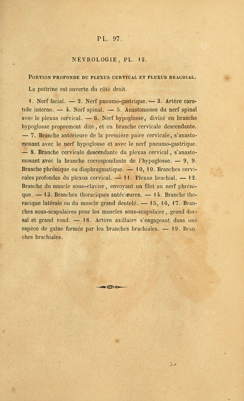 NÉVROLOGIE, PL. 42. Portion profonde du plexus cervical et plexus brachial. La poitrine est ouverte du côté droit. 1. Nerf facial. — 2. Nerf pneumo-gastrique. — 3. Artère caro- tide interne. — 4. Nerf spinal. — 5. Anastomoses du nerf spinal avec le plexus cervical. — 6. Nerf hypoglosse, divisé en branche hypoglosse proprement dite, et en branche cervicale descendante, — 7. Branche antérieure de la première paire cervicale, s'anasto- mosant avec le nerf hypoglosse et avec le nerf pneumo-gastrique. — 8. Branche cervicale descendante du plexus cervical, s'anasto- mosant avec la branche correspondante de l'hypoglosse. — 9, 9. Branche phrénique ou diaphragmatique. — 10, 10. Branches cervi- cales profondes du plexus cervical. — 11. Plexus brachial. — 12. Branche du muscle sous-clavier, envoyant un filet au nerf phréni- que. — 13. Branches thoraciques antérieures. — 14. Branche tho- racique latérale ou du muscle grand dentelé. — 15, 16, 17. Bran- ches sous-scapulaires pour les muscles sous-scapulaire , grand dor- sal et grand rond. — 18. Artère axillaire s'engageaut dans une espèce de gaine formée par les branches brachiales, — 19. Bran ches brachiales. ►C£^<