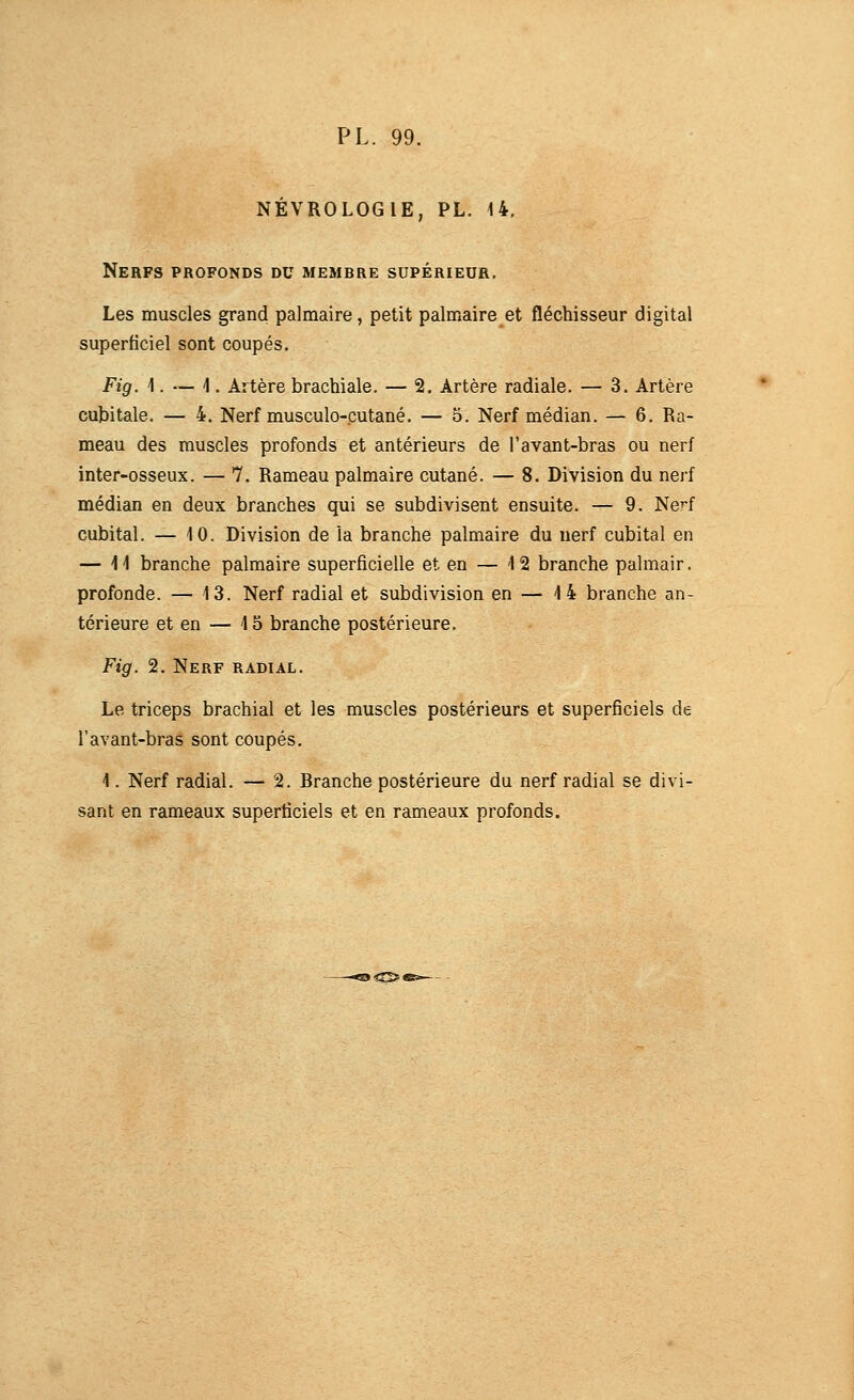 NÉVROLOGIE, PL. 14, Nerfs profonds du membre supérieur. Les muscles grand palmaire, petit palmaire et fléchisseur digital superficiel sont coupés. Fig. \. — 1. Artère brachiale. — 2, Artère radiale. — 3. Artère cubitale. — 4. Nerf musculo-cutané. — 5. Nerf médian. — 6. Ra- meau des muscles profonds et antérieurs de l'avant-bras ou nerf inter-osseux. — 7. Rameau palmaire cutané. — 8. Division du nerf médian en deux branches qui se subdivisent ensuite. — 9. Ne^f cubital. — 10. Division de la branche palmaire du nerf cubital en — H branche palmaire superficielle et en — 12 branche palmair. profonde. — 13. Nerf radial et subdivision en — 14 branche an- térieure et en — 15 branche postérieure. Fig. 2. Nerf radial. Le triceps brachial et les muscles postérieurs et superficiels de l'avant-bras sont coupés. 1. Nerf radial. — 2. Branche postérieure du nerf radial se divi- sant en rameaux superficiels et en rameaux profonds.
