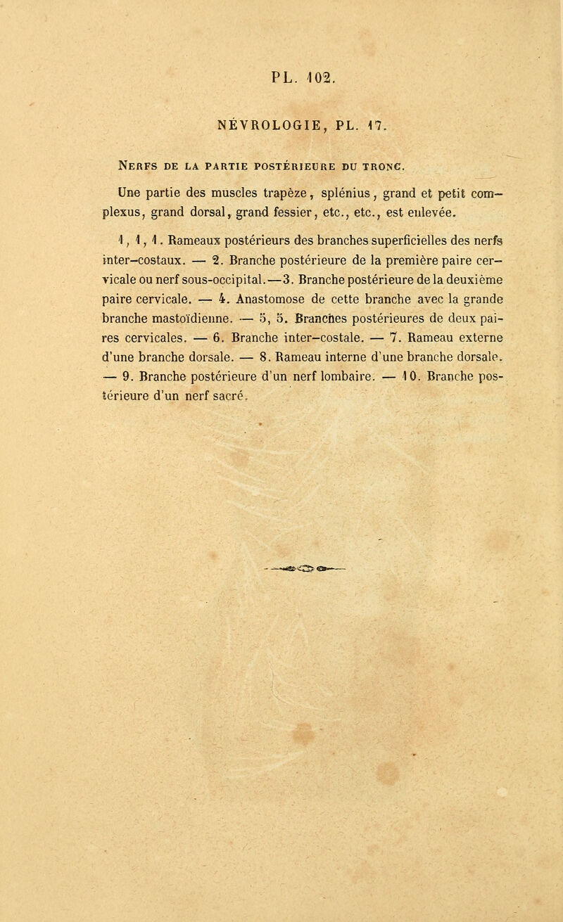 NÉVROLOGIE, PL. M. Nerfs de l\ partie postérieure du tronc. Une partie des muscles trapèze, splénius, grand et petit com- plexus, grand dorsal, grand fessier, etc., etc., est enlevée. 1,4,1. Rameaux postérieurs des branches superficielles des nerfs kter-costaux. — 2. Branche postérieure de la première paire cer- vicale ou nerf sous-occipital.—3. Branche postérieure de la deuxième paire cervicale. — 4. Anastomose de cette branche avec la grande branche mastoïdienne. — 5,5. Brancïies postérieures de deux pai- res cervicales. — 6. Branche inter-costale. — 7. Rameau externe d'une branche dorsale. — 8. Rameau interne d'une branche dorsale. — 9. Branche postérieure d'un nerf lombaire. — 10. Branche pos- térieure d'un nerf sacré.