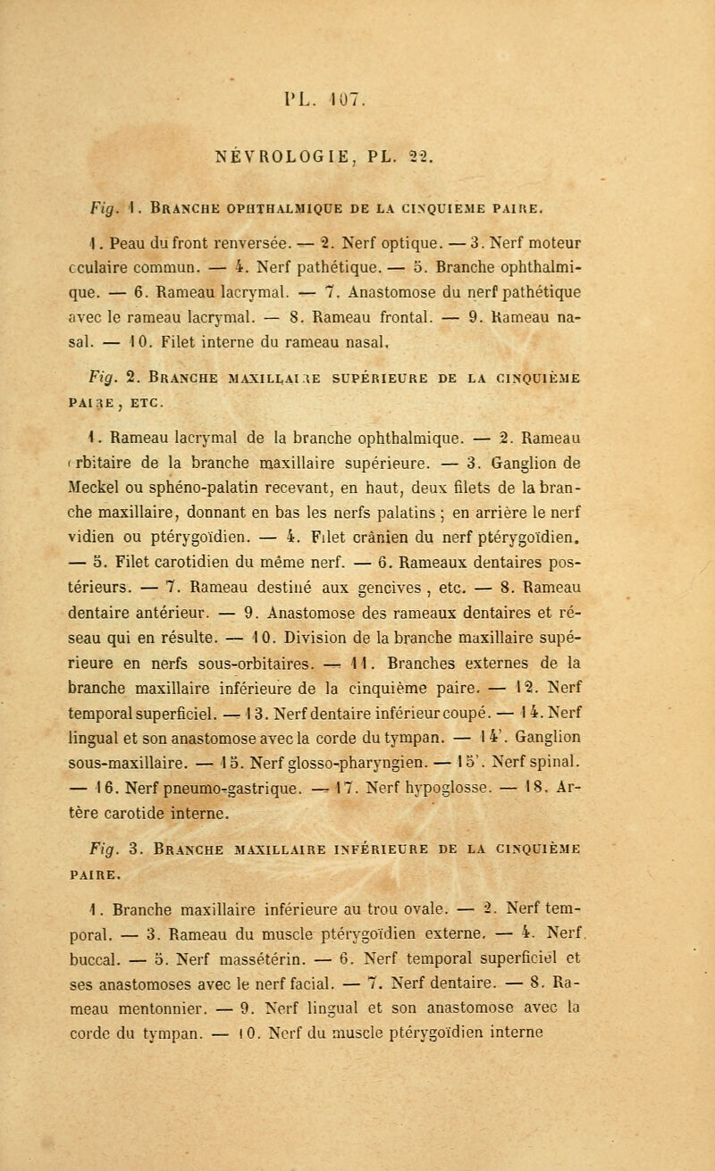 NÉVROLOGIE, PL. 22. Fig. '!. Branche ophth.a.lmique de la cinquième paire. \. Peau du front renversée. ^- 2. Nerf optique. — 3. Nerf moteur oculaire commun. — 4. Nerf pathétique. — 5. Branche ophthaJmi- que. — 6. Rameau lacrymal. — 7. Anastomose du nerf pathétique avec le rameau lacrj^mal. — 8. Rameau frontal. — 9. Rameau na- sal. — 10. Filet interne du rameau nasal, Fig. 2. Branche maxillaire supérieure de la cinquième PAIrtE , ETC. \. Rameau lacrymal de la branche ophthalmique. — 2. Rameau ( rbitaire de la branche maxillaire supérieure. — 3. Ganglion de Meckel ou sphéno-palatin recevant, en haut, deux filets de la bran- che maxillaire, donnant en bas les nerfs palatins ; en arrière le nerf vidien ou ptérygoïdien. — 4, Filet crânien du nerf ptérygoïdien, — 3. Filet carotidien du même nerf. — 6. Rameaux dentaires pos- térieurs. — 7. Rameau destiné aux gencives , etc. — 8. Rameau dentaire antérieur. — 9. Anastomose des rameaux dentaires et ré- seau qui en résulte. — 10. Division de la branche maxillaire supé- rieure en nerfs sous-orbitaires. -^11. Branches externes de la branche maxillaire inférieure de la cinquième paire. — 12. Nerf temporal superficiel. -^ 13. Nerf dentaire inférieur coupé. —14. Nerf lingual et son anastomose avec la corde du tympan. — 14'. Ganglion sous-maxillaire. — \o. Nerf glosso-pharyngien. — 15'. Nerf spinal. — 16. Nerf pneumo^gastrique. —^ 17. Nerf hypoglosse. — 18. Ar- tère carotide interne. Fig. 3. Branche maxillaire inférieure de la cinquième PAIRE. 1. Branche maxillaire inférieure au trou ovale. — 2. Nerf tem- poral. — 3. Rameau du muscle ptérygoïdien externe, — 4. Nerf, buccal. — o. Nerf massétérin. — 6. Nerf temporal superficiel et ses anastomoses avec le nerf facial. — 7. Nerf dentaire. — 8. Ra- meau mentonnier. — 9. Nerf lingual et son anastomose avec la corde du tympan. — lO. Nerf du muscle ptérygoïdien interne