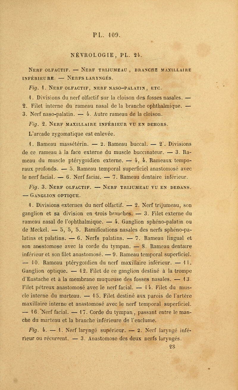 NÉVROLOGIE, PL. 24. Nerf olfactif. — Nerf trijumeau , BRANCnE m.vxillaire INFÉRIEURE. — NeRFS LARYNGÉS. Fig. 1. Nerf olfactif, nerf naso-pal.\tkn , etc. 1. Divisions du nerf olfactif sur la cloison des fosses nasales. — 2. Filet interne du rameau nasal delà branche ophthalmique. — 3. Nerf naso-palatin. — 4. Autre rameau de la cloison. Fig. 2. Nerf maxillaire inférieur vu en dehors. L'arcade zygomatique est enlevée. 1. Rameau massétérin. — 2. Rameau buccal. — 2'. Divisions de ce rameau à la face externe du muscle buccinateur. — 3. Ra- meau du muscle ptérygoïdien externe. — 4, 4. Rameaux tempo- raux profonds. — o. Rameau temporal superficiel anastomosé avec le nerf facial. — 6. Nerf facial. — 7. Rameau dentaire inférieur. Fig. 3. Nerf olfactif. — Nerf trijumeau vu en dedans. — Ganglion optique. 1. Divisions externes du nerf olfactif. — 2. Nerf trijumeau, son ganglion et sa division en trois braunbes. — 3. Filet externe du rameau nasal de l'ophthalmique. — 4. Ganglion sphéno-palatin ou de Meckel. — o, 5, 5. Ramifications nasales des nerfs sphéno-pa- îatins et palatins. — 6. Nerfs palatins. — 7. Rameau lingual et son anostomose avec la corde du tympan. — 8. Rameau dentaire inférieur et son filet anastomosé. — 9. Rameau temporal superficiel. — iO. Rameau ptérygoïdien du nerf maxillaire inférieur. — 11. Ganglion optique. — 12. Filet de ce ganglion destiné à la trompe d'Eustache et à la membrane muqueuse des fosses nasales. — 13. Filet pétreux anastomosé avec le nerf facial. — 1 4. Filet du mus- cle interne du marteau. — 15. Filet destiné aux parois de l'artère maxillaire interne et anastomosé avec le nerf temporal superficiel. — 16. Nerf facial. — 17. Corde du tympan , passant entre le man- che du marteau et la branche inférieure de l'enclume. Fig. 4. — 1. Nerf laryngé supérieur. — 2. Nerf laryngé infé- rieur ou récurrent. — 3. Anastomose des deux nerfs laryngés. 28