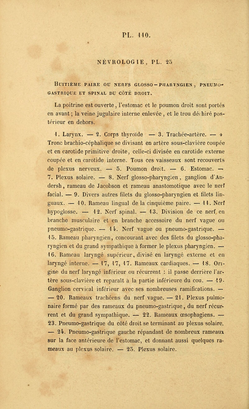 NEVROLOGIE, PL. 25 Huitième paire ou nerfs glosso - pharyngien , pneumo- gastrique ET SPINAL DU CÔTÉ DROIT. La poitrine est ouverte, l'estomac et le poumon droit sont portés en avant ; la veine jugulaire interne enlevée , et le trou déchiré pos- térieur en dehors. 'I. Larynx. — 2. Corps thyroïde — 3. Trachée-artère. — * Tronc brachio-céphalique se divisant en artère sous-clavière coupée et en carotide primitive droite, celle-ci divisée en carotide externe coupée et en carotide interne. Tous ces vaisseaux sont recouverts de plexus nerveux. — 5. Poumon droit. — 6. Estomac. —. 7. Plexus solaire. — 8. Nerf glosso-pharyngien , ganglion d'An- dersh, rameau de .Tacobson et rameau anastomotique avec le nerf facial. — 9. Divers autres filets du glosso-pharyngien et filets lin- guaux. — 10. Rameau lingual de la cinquième paire. — 11. Nerf hypoglosse. — 12. Nerf spinal. — 4 3. Division de ce nerf en branche musculaire et en branche accessoire du nerf vague ou pneumo-gastrique. — 14. Nerf vague ou pneumo-gastrique. — 15. Rameau pharyngien, concourant avec des filets du glosso-pha- ryngien et du grand sympathique à former le plexus pharyngien. — 16. Rameau laryngé supérieur, divisé en laryngé externe et en laryngé interne. — 17, 17, 17. Rameaux cardiaques. — 18. Ori- gine du nerf laryngé inférieur ou récurrent : il passe derrière l'ar- tère sous-clavière et reparaît à la partie inférieure du cou. — 19. Ganglion cervical inférieur avec ses nombreuses ramifications. — — 20. Rameaux trachéens du nerf vague. — 21. Plexus pulmo- naire formé par des rameaux du pneumo-gastrique, du nerf récur- rent et du grand sympathique. — 22. Rameaux œsophagiens. — 23. Pneumo-gastrique du côté droit se terminant au plexus solaire. — 24. Pneumo-gastrique gauche répandant de nombreux rameaux sur la face antérieure de l'estomac, et donnant aussi quelques ra- meaux au plexus solaire. — 25. Plexus solaire.