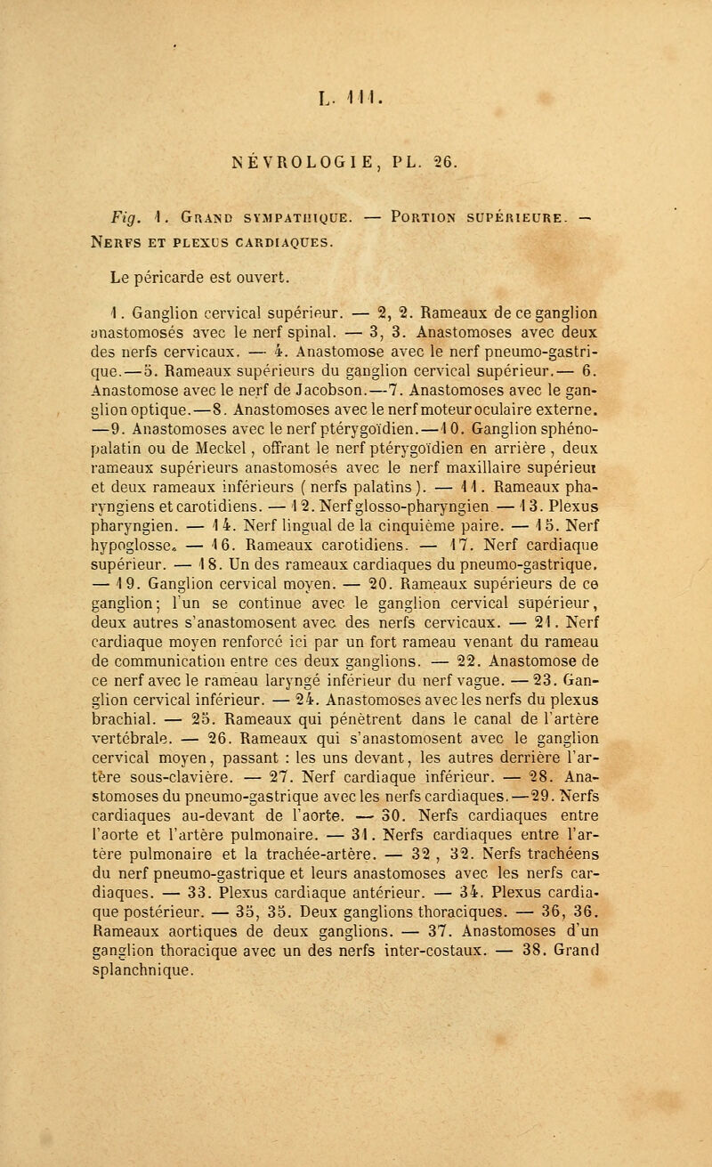 NEVROLOGIE, PL. 26. Fig. 1. Grand sympathique. — Portion supÉniEURE. — Nerfs et plexus cardiaques. Le péricarde est ouvert. '1. Ganglion cervical supérieur. — 2, 2. Rameaux de ce ganglion anastomosés avec le nerf spinal. — 3, 3. Anastomoses avec deux des nerfs cervicaux. — 4. Anastomose avec le nerf pneumo-gastri- que. — 5. Rameaux supérieurs du ganglion cervical supérieur.— 6. Anastomose avec le nerf de Jacobson.—7. Anastomoses avec le gan- glion optique.—8. Anastomoses avec le nerf moteur oculaire externe. —9. Anastomoses avec lenerf ptérygoïdien.—10. Ganglion sphéno- palatin ou de Meckel, offrant le nerf ptérygoïdien en arrière , deux rameaux supérieurs anastomosés avec le nerf maxillaire supérieui et deux rameaux inférieurs ( nerfs palatins ). — 1 '1. Rameaux pha- ryngiens et carotidiens. — 12. Nerf glosso-pharyngien — 13. Plexus pharyngien. — 14. Nerf lingual de la cinquième paire. — 1 5. Nerf hypoglosse. — 16. Rameaux carotidiens. — 17. Nerf cardiaque supérieur. — 1 8. Un des rameaux cardiaques du pneumo-gastrique, — 19. Ganglion cervical moyen. — 20. Rameaux supérieurs de ce ganglion; Tun se continue avec le ganglion cervical supérieur, deux autres s'anastomosent avec des nerfs cervicaux. — 21. Nerf cardiaque moyen renforcé ici par un fort rameau venant du rameau de communication entre ces deux ganglions. — 22. Anastomose de ce nerf avec le rameau laryngé inférieur du nerf vague. —23. Gan- glion cervical inférieur. — 24. Anastomoses avec les nerfs du plexus brachial. — 25. Rameaux qui pénètrent dans le canal de l'artère vertébrale. — 26. Rameaux qui s'anastomosent avec le ganglion cervical moyen, passant : les uns devant, les autres derrière l'ar- tère sous-clavière. — 27. Nerf cardiaque inférieur. — 28. Ana- stomoses du pneumo-gastrique avec les nerfs cardiaques.—29. Nerfs cardiaques au-devant de l'aorte. — 30. Nerfs cardiaques entre l'aorte et l'artère pulmonaire. — 31. Nerfs cardiaques entre l'ar- tère pulmonaire et la trachée-artère. — 32 , 32. Nerfs trachéens du nerf pneumo-gastrique et leurs anastomoses avec les nerfs car- diaques. — 33. Plexus cardiaque antérieur. — 34. Plexus cardia- que postérieur. — 35, 35. Deux ganglions thoraciques. — 36, 36, Rameaux aortiques de deux ganglions. — 37. Anastomoses d'un ganglion thoracique avec un des nerfs in ter-costaux. — 38. Grand splanchnique.