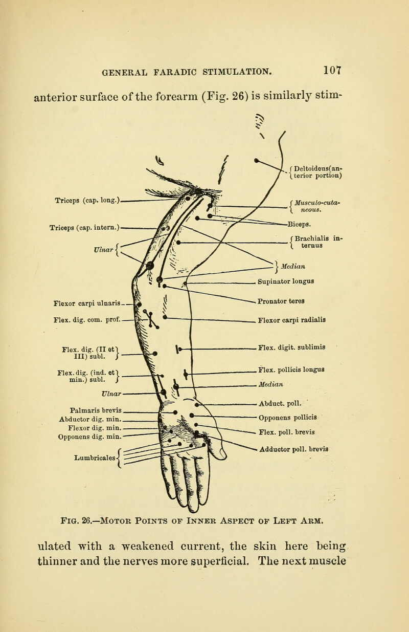 anterior surface of the forearm (Fig. 26) is similarly stim- Triceps (cap. long.) Triceps (cap. intern.) Ulnar! Flexor carpi ulnaris L$ $ i Flex. dig. com. prof. E£_1 •■ Flex. dig. (II et\ III) subl. J Flex. dig. (ind. eff min.) subl. J Ulnar Palmaris brevis Abductor dig. min. Flexor dig. min. Opponens dig. min. Lumbricales-j Flex, digit, sublimis Flex, pollicis longus Median Abduct, poll. Opponens pollicis Flex. poll, brevis Adductor poll, brevia Fig. 26.—Motor Points of Inner Aspect of Left Arm. ulated with a weakened current, the skin here being thinner and the nerves more superficial. The next muscle
