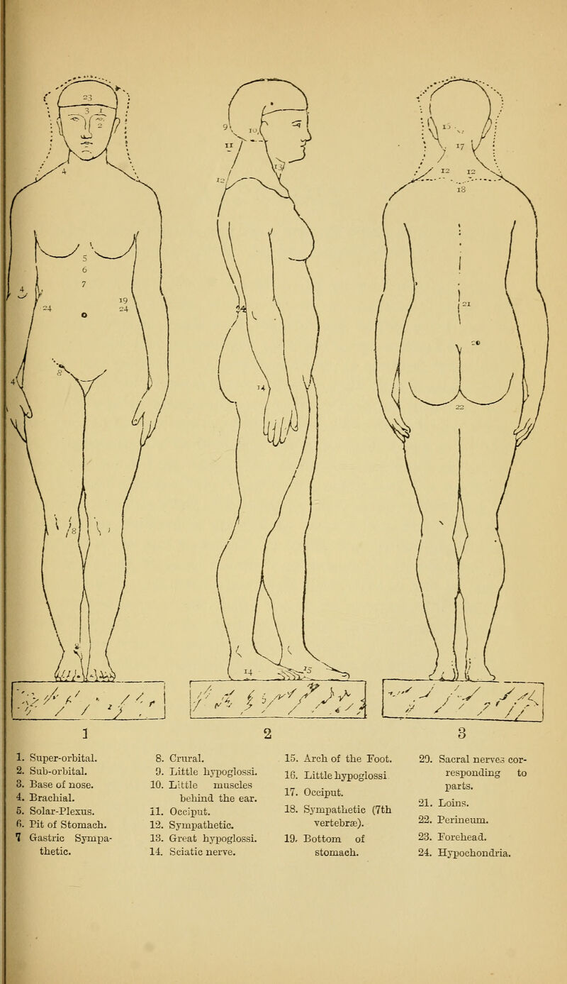 1. Super-orbital. 2. Sub-orbital. 3. Base of nose. 4. Brachial. 5. Solar-Plexus. fi. Pit of Stomach. 1 Gastric Sympa- thetic. 8. Crural. 0. Little hypoglossi, 10. Little muscles behind the ear. il. Occiput. 12. Sympathetic. 13. Great hypoglossi. 14. Sciatic nerve. 15. Arch of the Foot. 16. Little hypoglossi 17. Occiput. 18. Sympathetic (7th vertebrae). 19- Bottom of stomach. 20. Sacral nerves cor- responding to parts. 21. Loins. 22. Perineum. 23. Forehead. 24. Hypochondria,