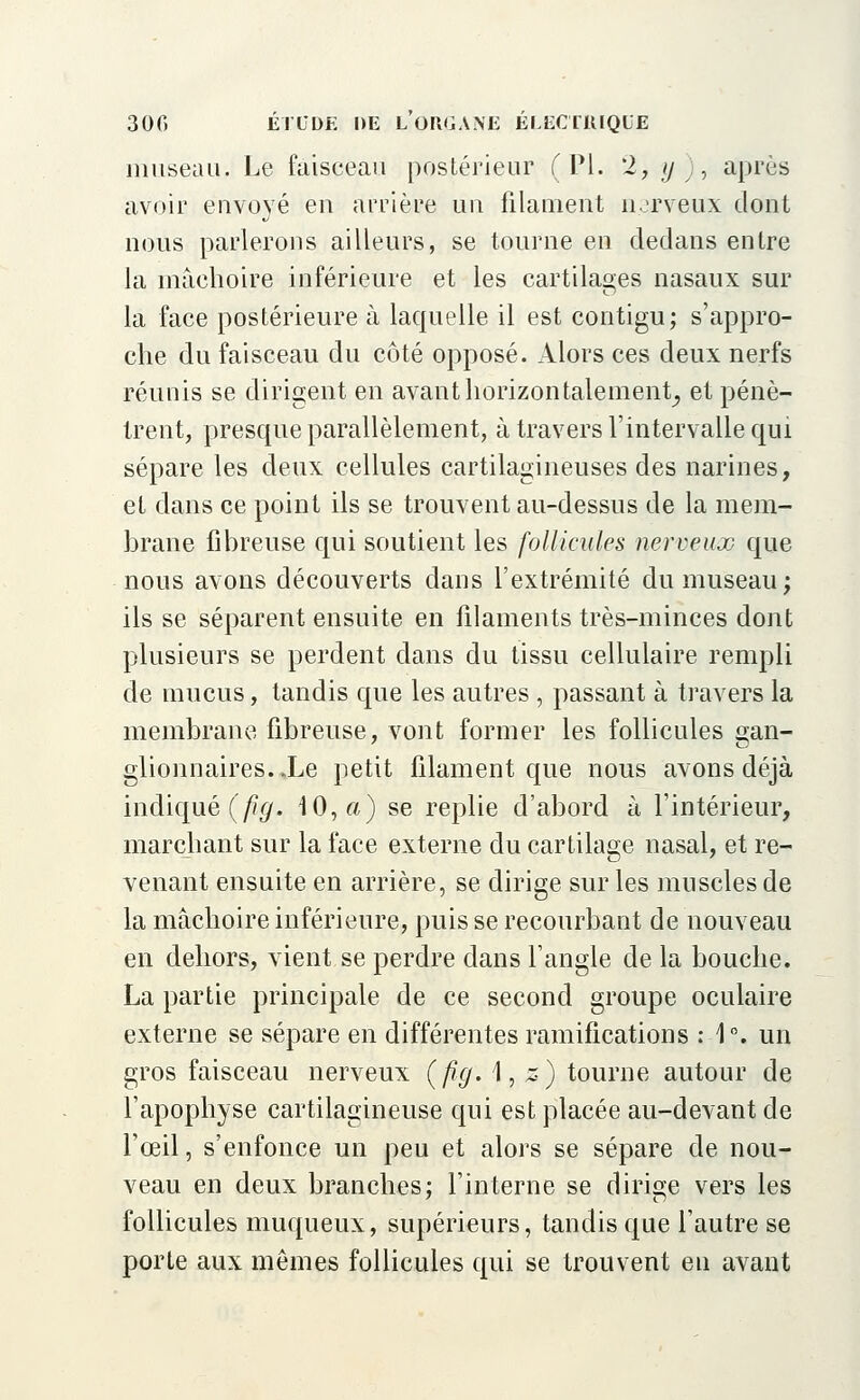 museau. Le faisceau postérieur (PL 2, y), après avoir envoyé en arrière un filament nerveux dont nous parlerons ailleurs, se tourne en dedans entre la mâchoire inférieure et les cartilages nasaux sur la face postérieure à laquelle il est contigu; s'appro- che du faisceau du côté opposé. Alors ces deux nerfs réunis se dirigent en avant horizontalement, et pénè- trent, presque parallèlement, à travers l'intervalle qui sépare les deux cellules cartilagineuses des narines, et dans ce point ils se trouvent au-dessus de la mem- brane fibreuse qui soutient les follicules nerveux que nous avons découverts dans l'extrémité du museau; ils se séparent ensuite en filaments très-minces dont plusieurs se perdent dans du tissu cellulaire rempli de mucus, tandis que les autres , passant à travers la membrane fibreuse, vont former les follicules gan- glionnaires. Xe petit filament que nous avons déjà indiqué (fig. 10, a) se replie d'abord à l'intérieur, marchant sur la face externe du cartilage nasal, et re- venant ensuite en arrière, se dirige sur les muscles de la mâchoire inférieure, puis se recourbant de nouveau en dehors, vient se perdre dans l'angle de la bouche. La partie principale de ce second groupe oculaire externe se sépare en différentes ramifications : 1°. un gros faisceau nerveux (fig. 1, s) tourne autour de l'apophyse cartilagineuse qui est placée au-devant de l'œil, s'enfonce un peu et alors se sépare de nou- veau en deux branches; l'interne se dirige vers les follicules muqueux, supérieurs, tandis que l'autre se porte aux mêmes follicules qui se trouvent en avant