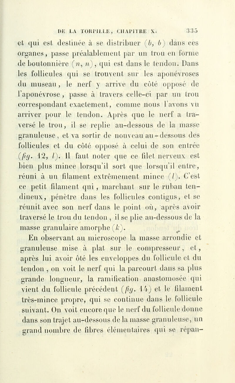 et qui est destinée à se distribuer (b, b) dans ces organes, passe préalablement par un trou en forme de boutonnière (n, n), qui est dans le tendon. Dans les follicules qui se trouvent sur les aponévroses du museau, le nerf y arrive du côté opposé de l'aponévrose, passe à travers celle-ci par un trou correspondant exactement, comme nous l'avons vu arriver pour le tendon. Après que le nerf a tra- versé le trou, il se replie au-dessous de la masse granuleuse, et va sortir de nouveau au-dessous des follicules et du côté opposé à celui de son entrée (/?</. 12, /). 11 faut noter que ce filet nerveux est bien plus mince lorsqu'il sort que lorsqu'il entre, réuni à un filament extrêmement mince (/). C'est ce petit filament qui , marchant sur le ruban ten- dineux, pénètre dans les follicules contigus, et se réunit avec son nerf dans le point où, après avoir traversé le trou du tendon , il se plie au-dessous de la masse granulaire amorphe (Je). En observant au microscope la masse arrondie et granuleuse mise à plat sur le compresseur, et, après lui avoir ôté les enveloppes du follicule et du tendon , on voit le nerf qui la parcourt dans sa plus grande longueur, la ramification anastomosée qui vient du follicule précédent (fig. 14) et le filament très-mince propre, qui se continue dans le follicule suivant. On voit encore que le nerf du follicule donne dans son trajet au-dessous de la masse granuleuse, un grand nombre de fibres élémentaires qui se répan-