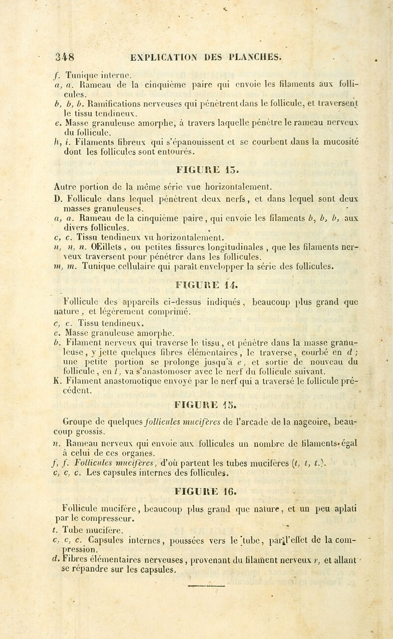 /. Tunique interne. a, a. Rameau de la cinquième paire qui envoie les filaments aux folli- cules. b, b, b. Ramifications nerveuses qui pénétrent dans le follicule, et traversent le tissu tendineux. e. Masse granuleuse amorphe, à travers laquelle pénètre le rameau nerveux du follicule. h, i. Filaments fibreux qui s'épanouissent et se courbent dans la mucosité dont les follicules sont entourés. FIGURE 13. Autre portion de la même série vue horizontalement. D. Follicule dans lequel pénètrent deux nerfs, et dans lequel sont deux masses granuleuses. a, a. Rameau delà cinquième paire, qui envoie les filaments b, b, b, aux divers follicules. c, c. Tissu tendineux vu horizontalement. n, n, n. OEillets , ou petites fissures longitudinales , que les filaments ner- veux traversent pour pénétrer dans les follicules. m, m. Tunique cellulaire qui paraît envelopper la série des follicules. FIGUKE 14. Follicule des appareils ci-dessus indiqués, beaucoup plus grand que nature, et légèrement comprimé. c, c. Tissu tendineux, e. Masse granuleuse amorphe. b, Filament nerveux qui traverse le tissu, et pénètre dans la niasse granu- leuse , y jette quelques fibres élémentaires, le traverse, courbé en d ; une petite portion se prolonge jusqu'à e, et sortie de nouveau du follicule, en /, va s'anastomoser avec le nerf du follicule suivant. K. Filament anastomotique envoyé par le nerf qui a traversé le follicule pré- cédent. FIGUHE 15. Groupe de quelques follicules mucifères de l'arcade de la nageoire, beau- coup grossis. n. Rameau nerveux qui envoie aux follicules un nombre de lilaments.égal à celui de ces organes. f, f. Follicules mucifères, d'où partent les tubes mucifères [t, t, t.). c, c, c. Les capsules internes des follicules. FXGUttE 16. Follicule mucifère, beaucoup plus grand que nature, et un peu aplati par le compresseur. t. Tube mucifère. c, c, c. Capsules internes, poussées vers le'tube, par^l'effet de la com- pression. d. Fibres élémentaires nerveuses, provenant du filament nerveux >•, et allant se répandre sur les capsules.